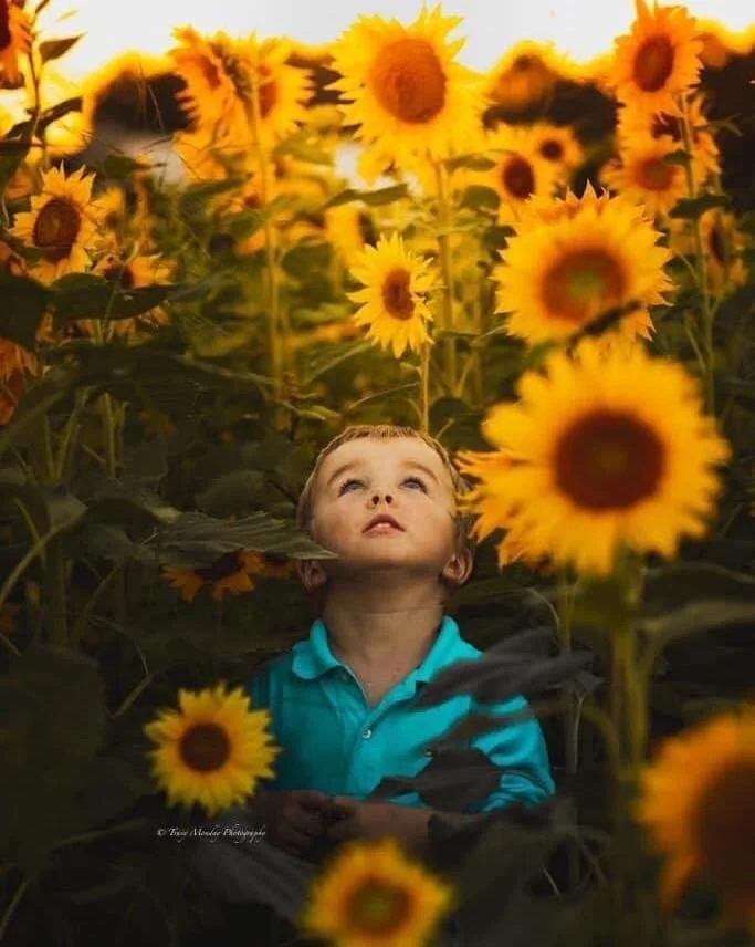 Sunflowers at Armstrong Artisan Farm