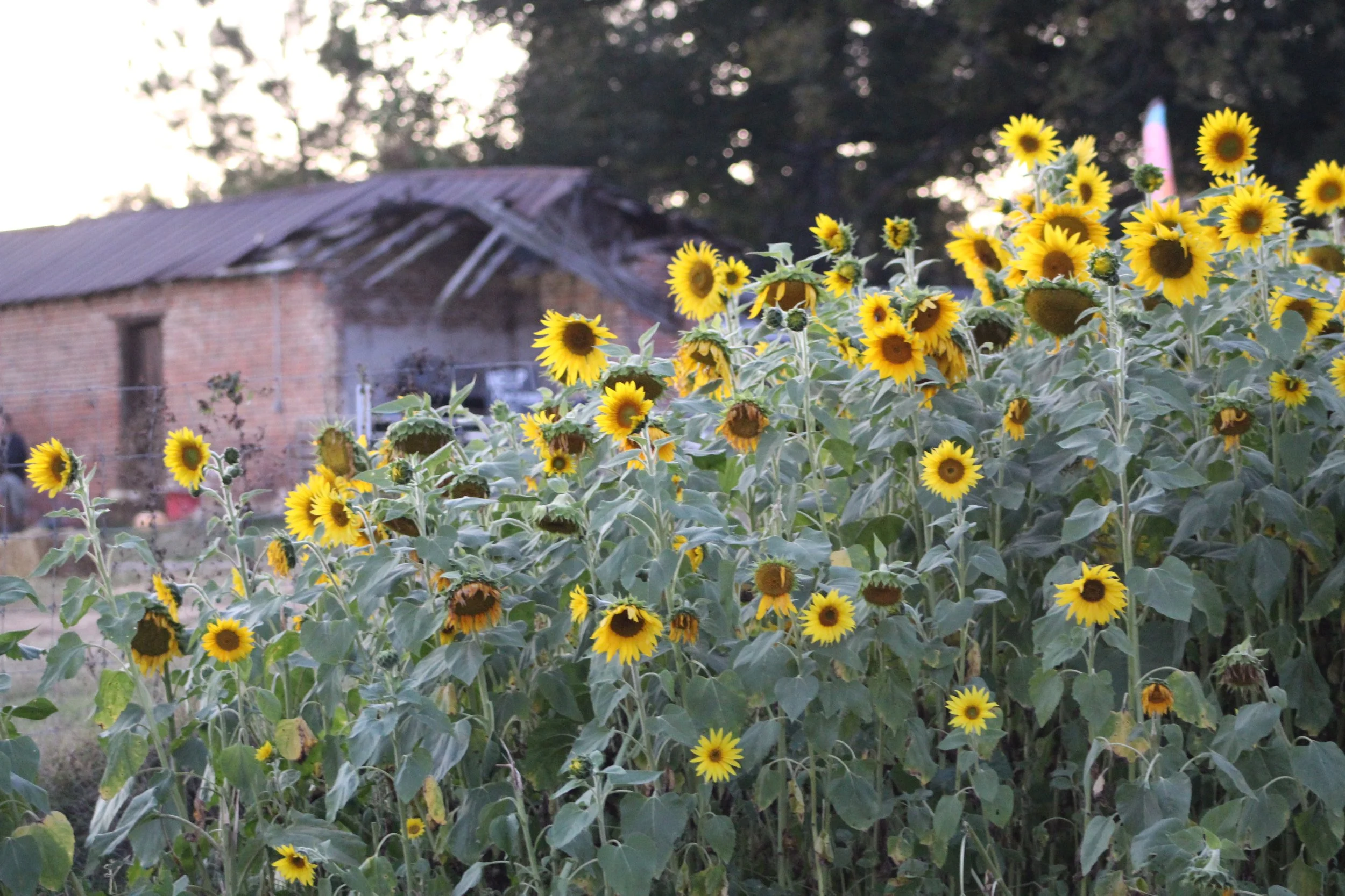 Sunflowers at Armstrong Artisan Farm