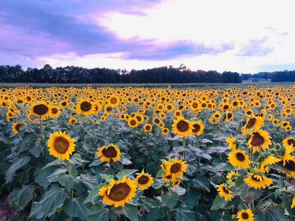 Sunflowers at Armstrong Artisan Farm