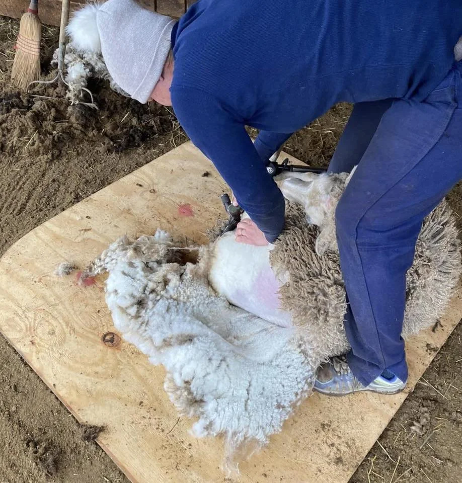 shearing.jpg