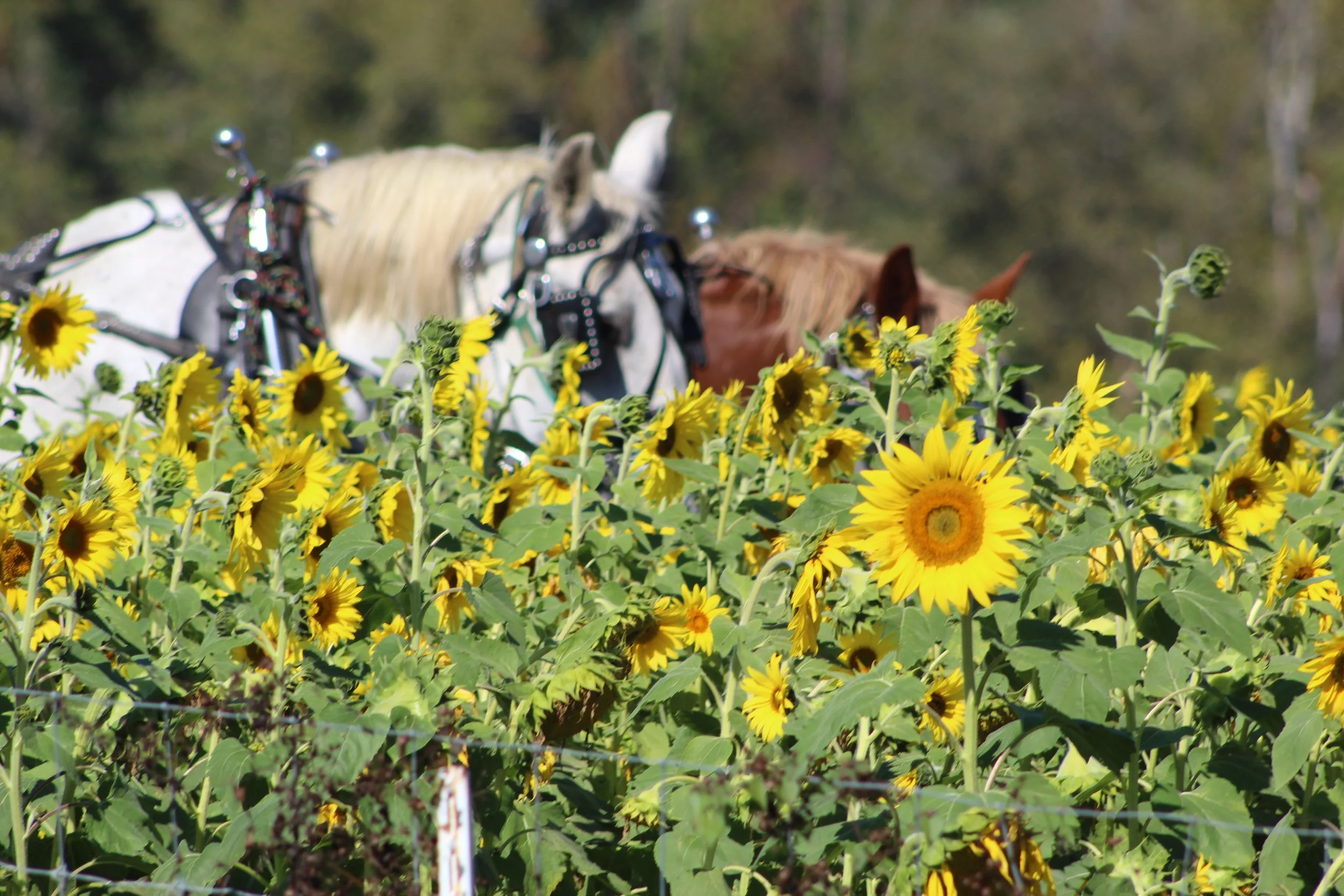 Sunflowers at Armstrong Artisan Farm