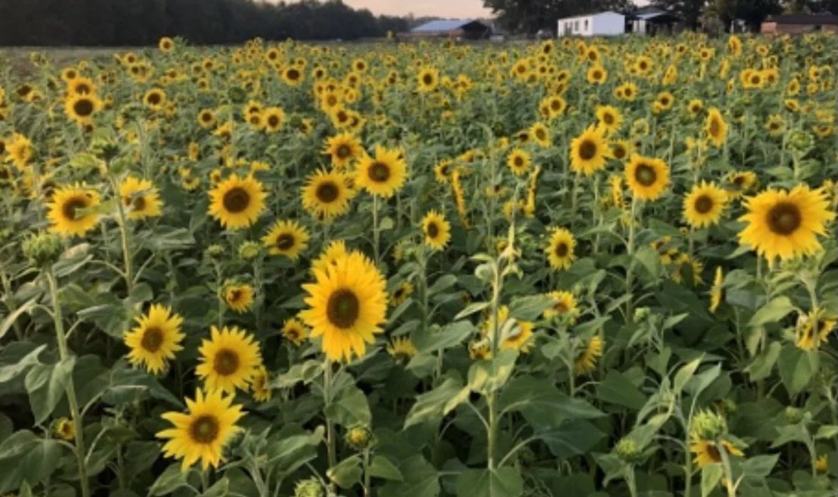 Sunflowers at Armstrong Artisan Farm
