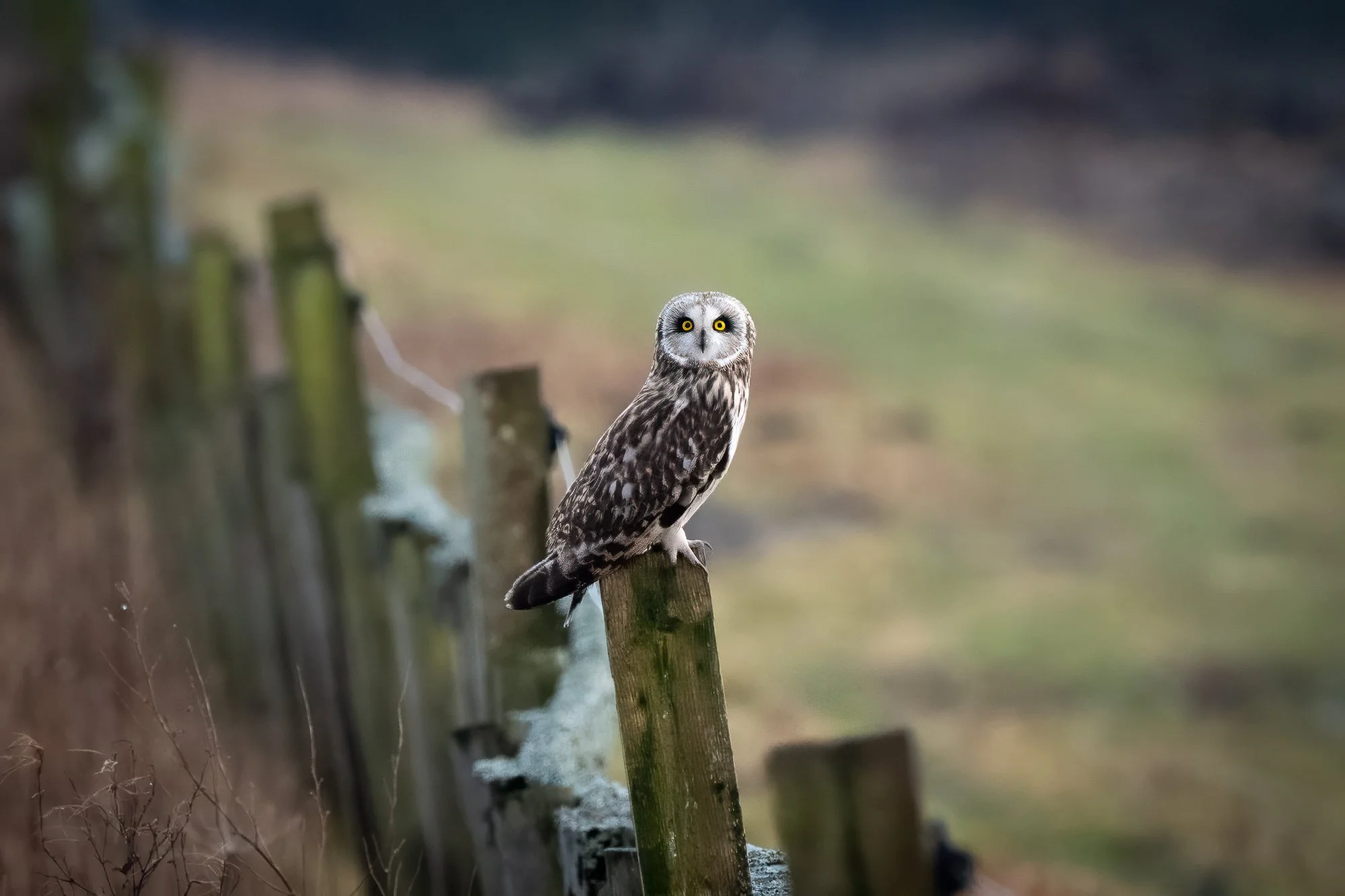 24 februari 2023_MartinEllerstrom_kattuggla_webben.jpg