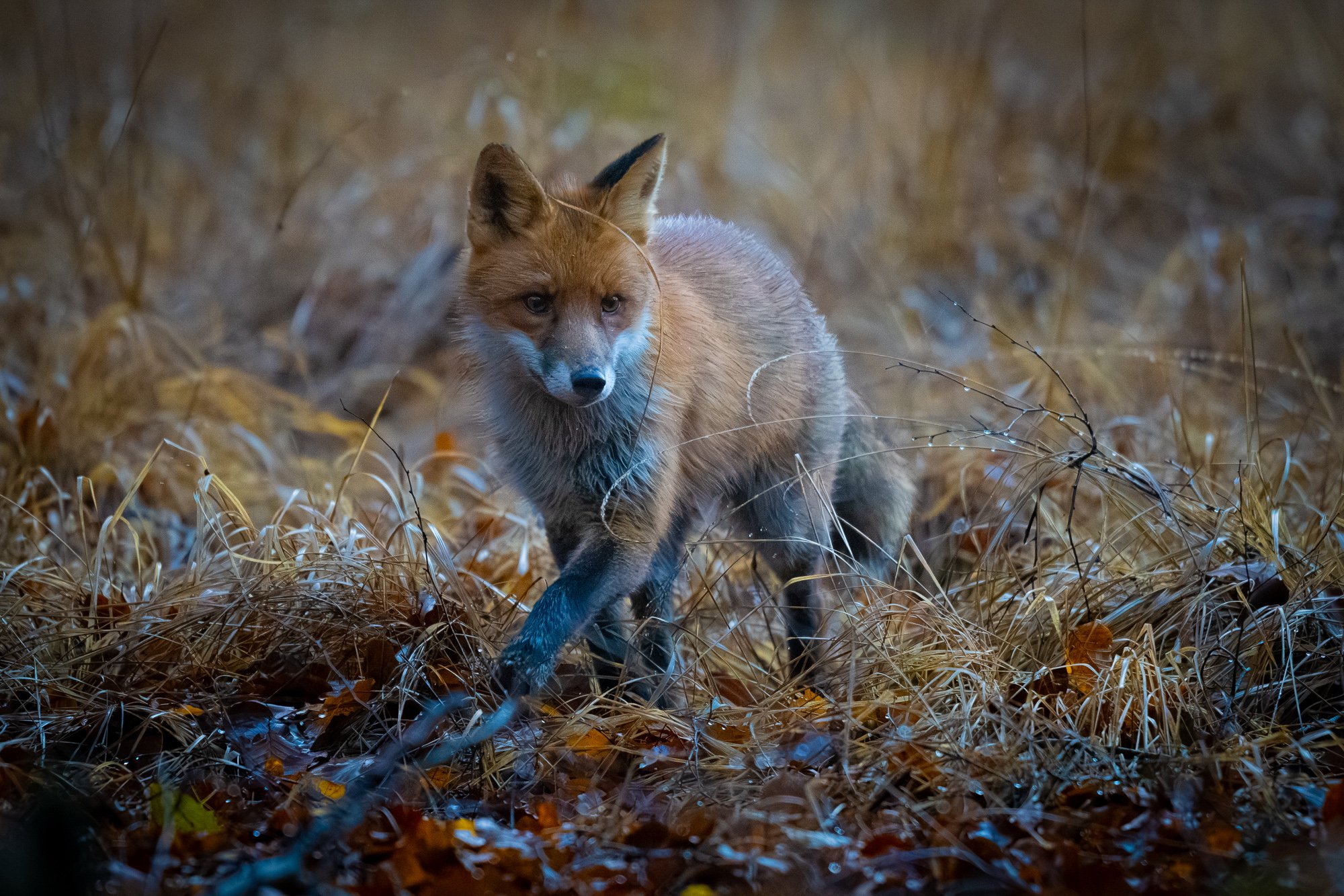 11 november 2023_MartinEllerstrom_räv_webben__Z8F6109-Förbättrat-BR.jpg