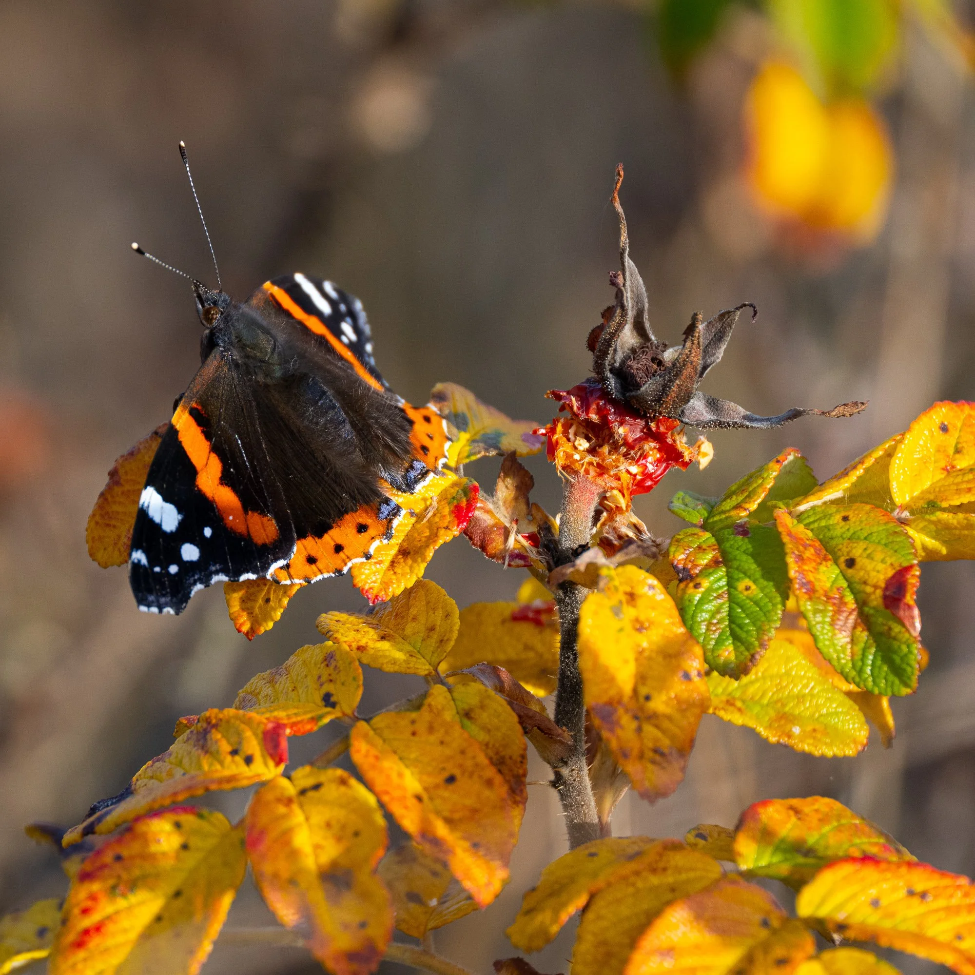 30 oktober 2022_MartinEllerstrom_readadmiralbutterfly_webben.jpg