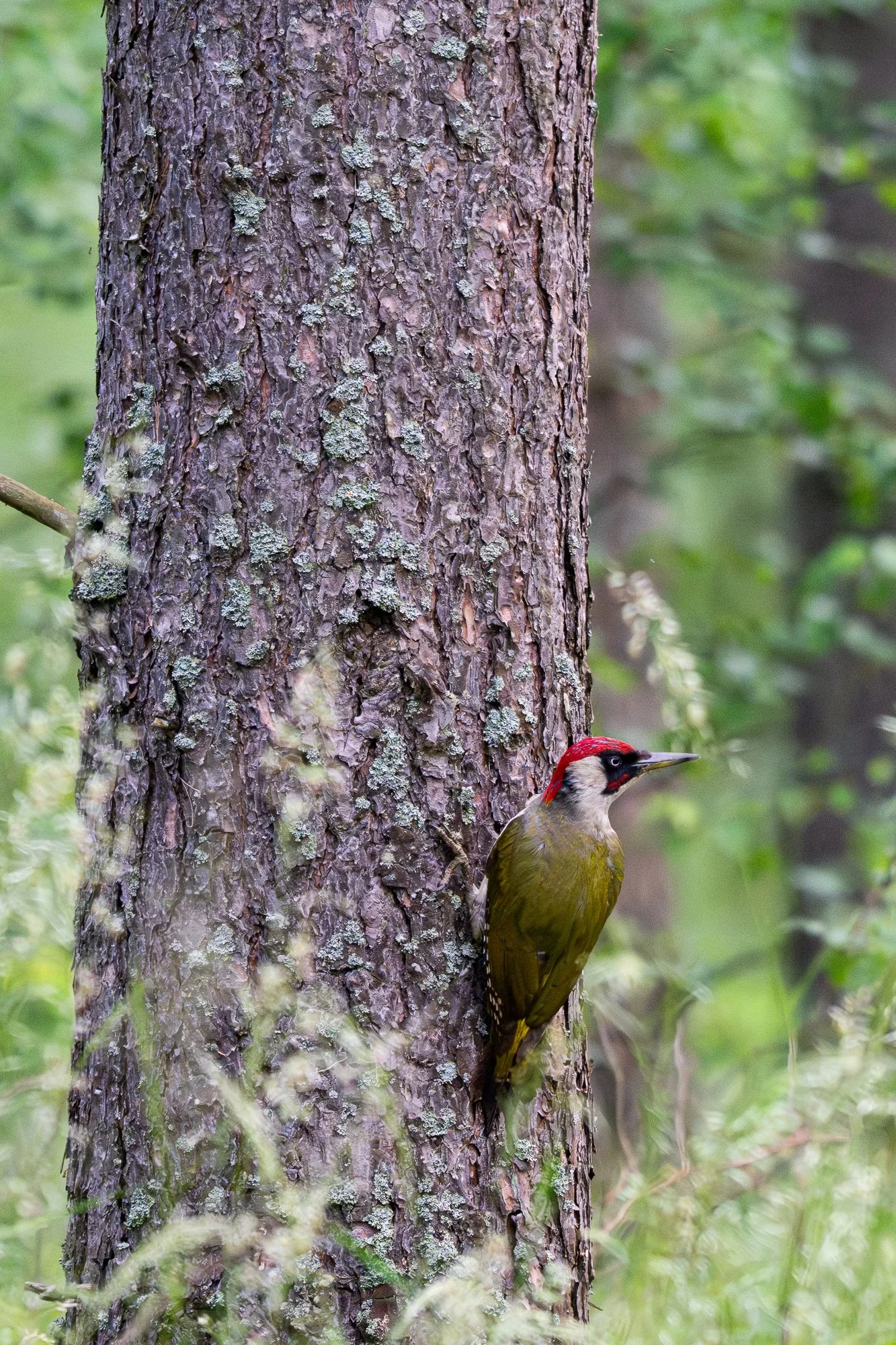 02 juni 2024_MartinEllerstrom_gröngöling_webben__Z8F9654-Förbättrat-BR.jpg