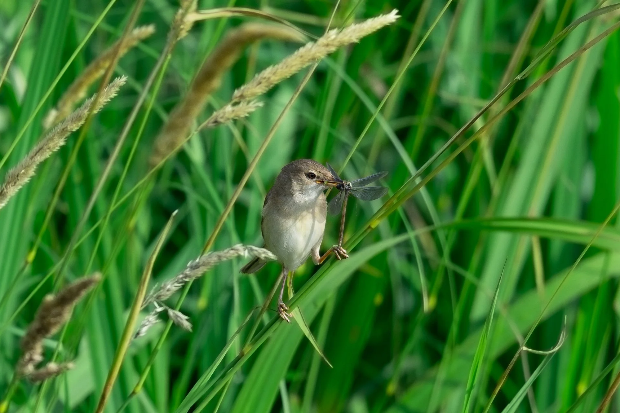 17 juli 2024_MartinEllerstrom_wildlife_webben__Z8F2997-Förbättrat-BR.jpg