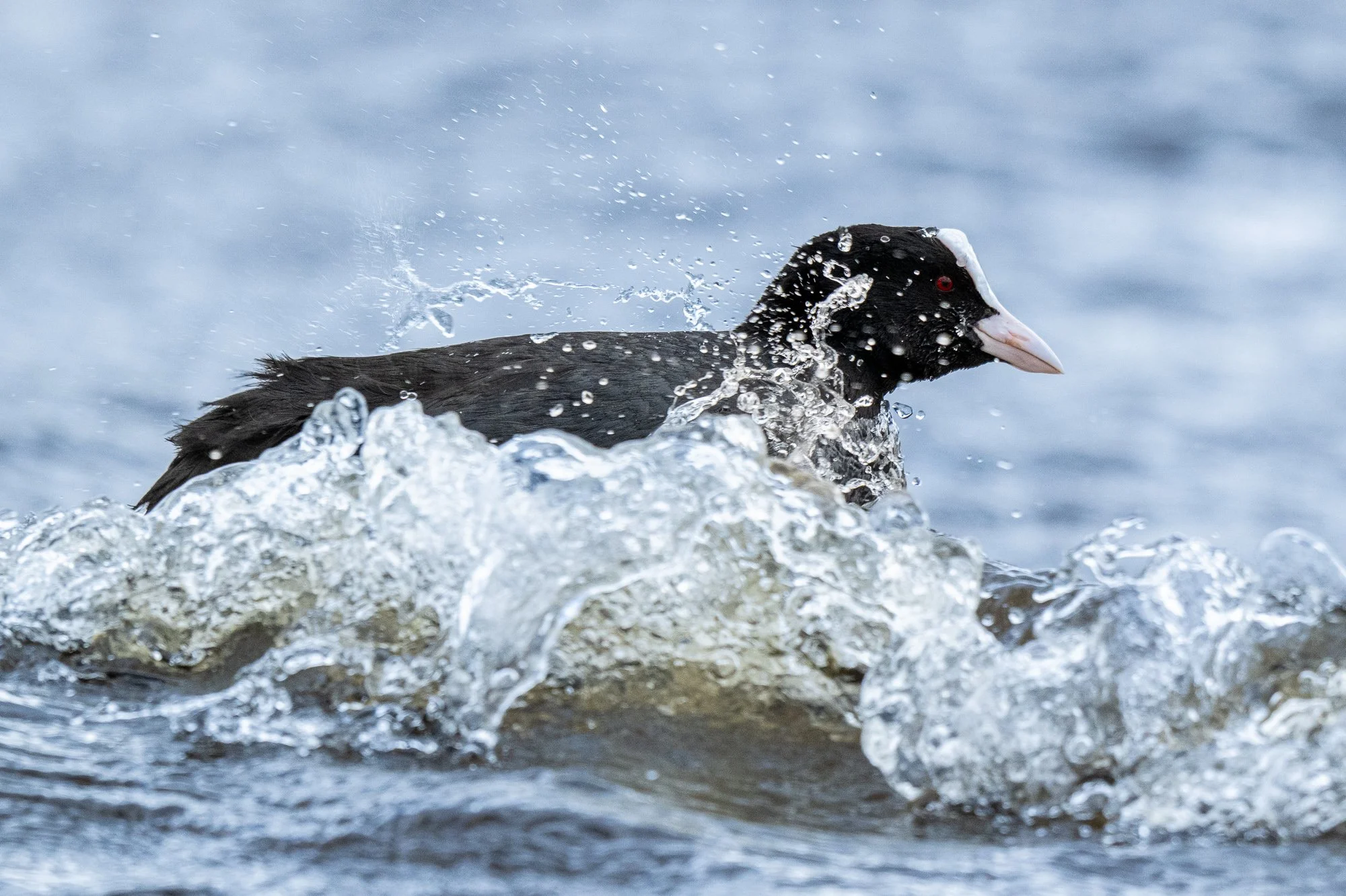 10 april 2024_MartinEllerstrom_sothöna_webben__Z8F2635.jpg