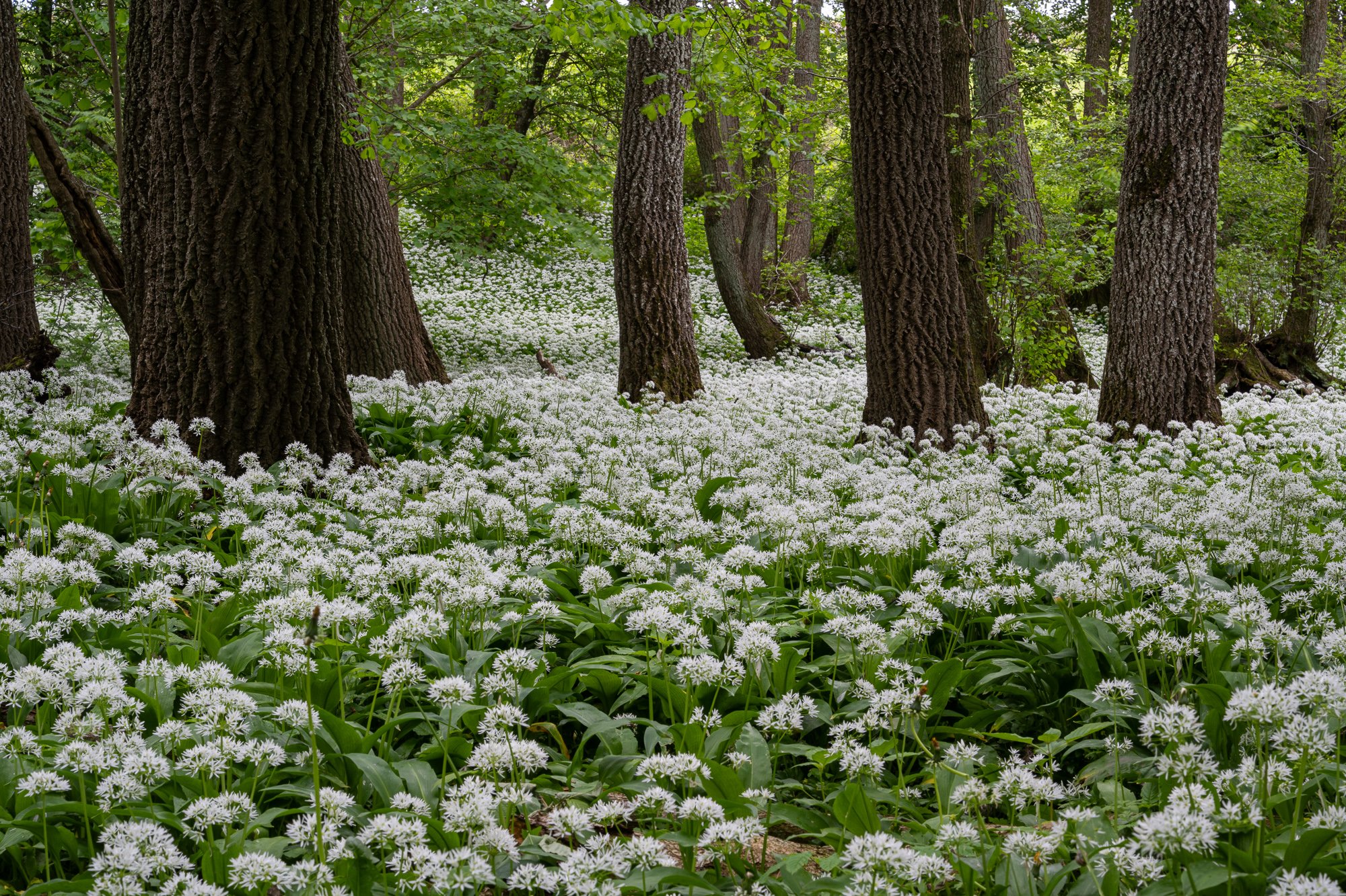 29 maj 2022_MartinEllerstrom_ramslök_webben_DSC_1257.jpg