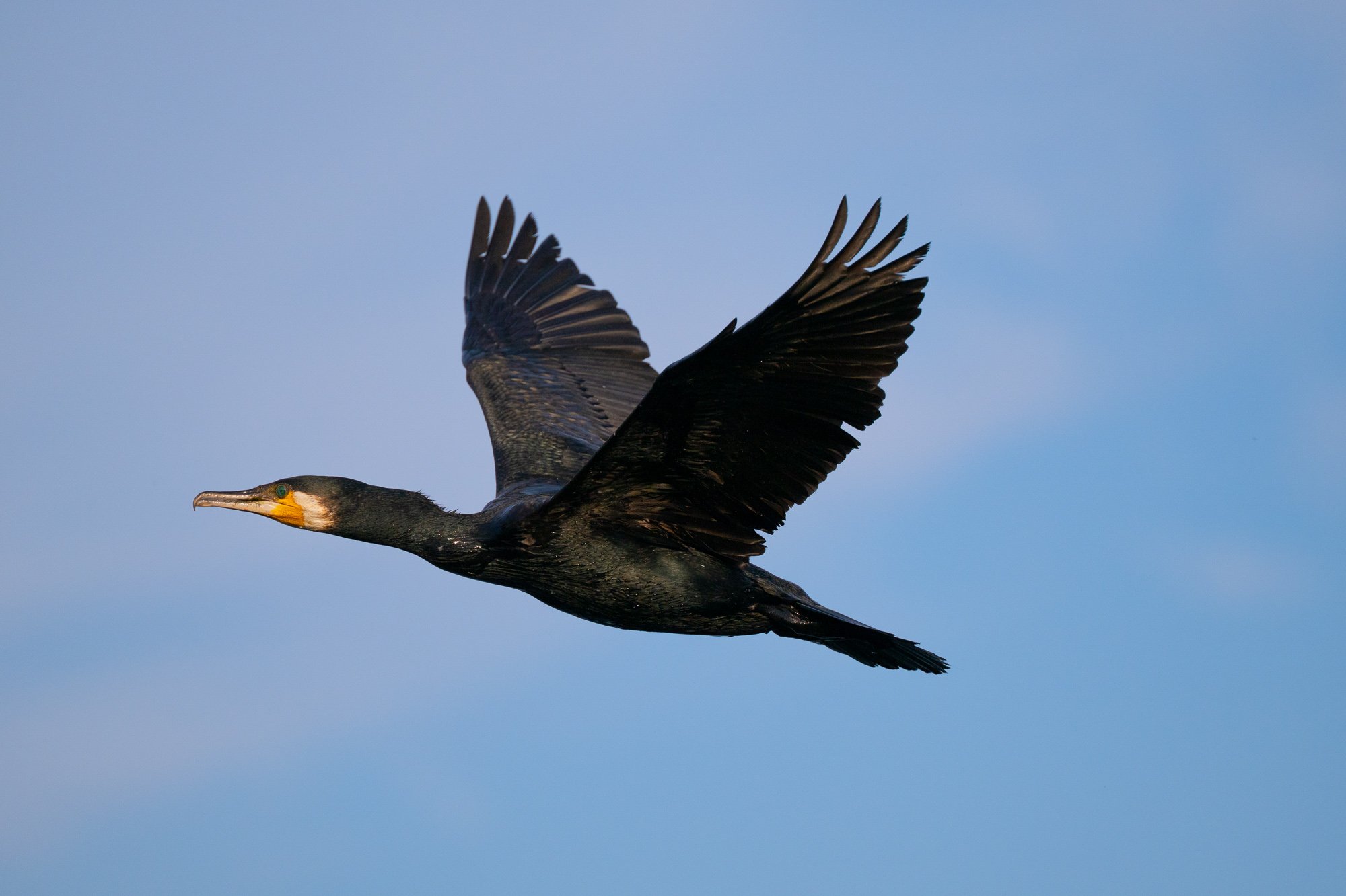 28 juli 2023_MartinEllerstrom_storskarv_webben__Z8F0418.jpg