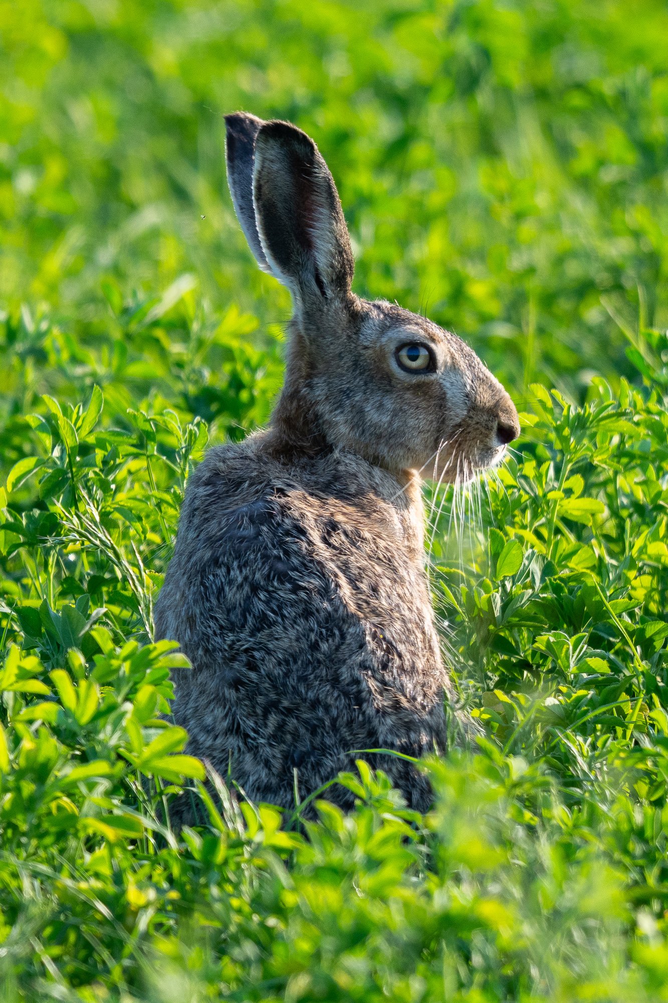 19 maj 2024_MartinEllerstrom_hare_webben__Z8F7105.jpg