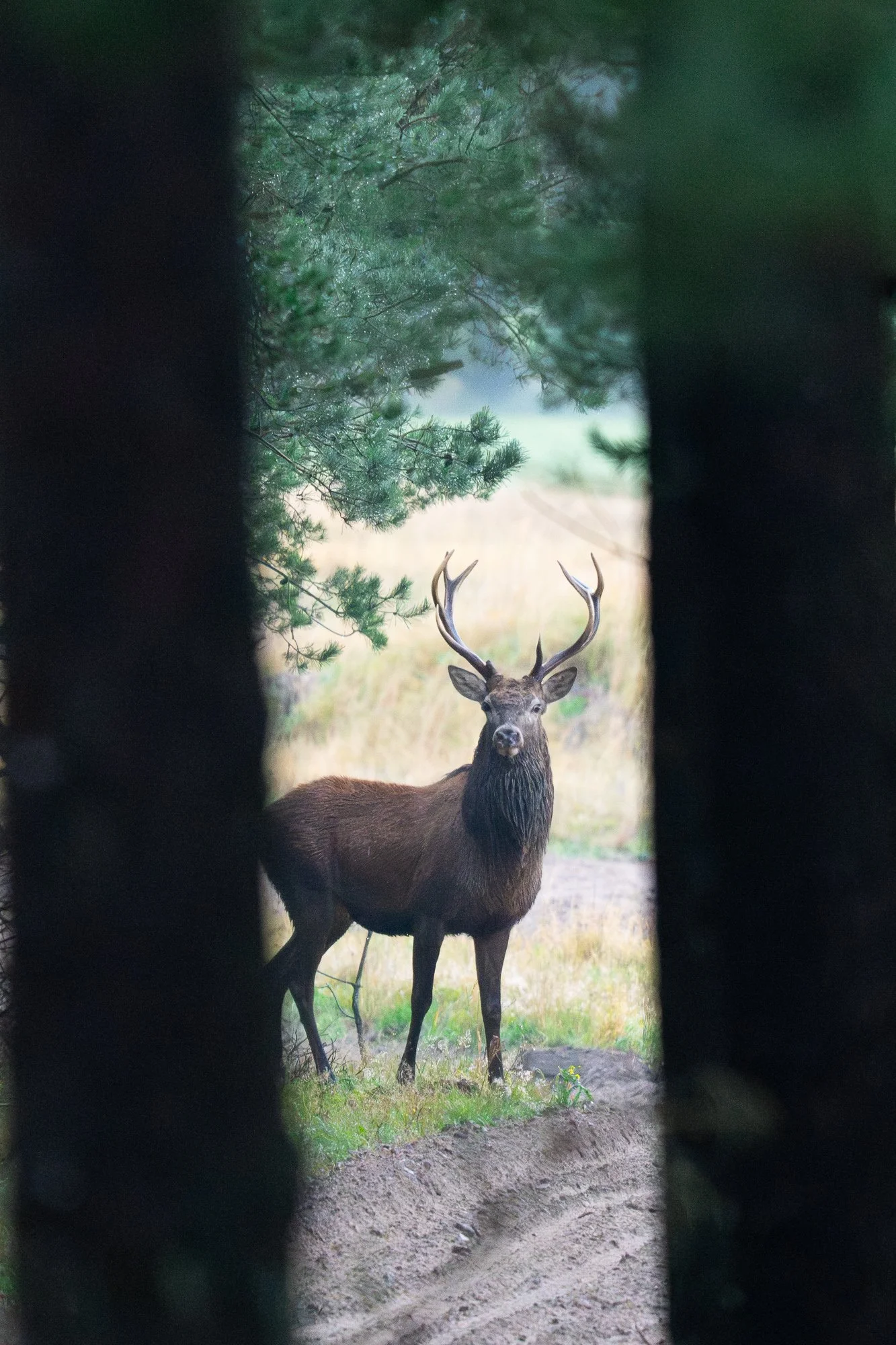 02 november 2023_MartinEllerstrom_kronhjort_webben__Z8F5602-Förbättrat-BR.jpg