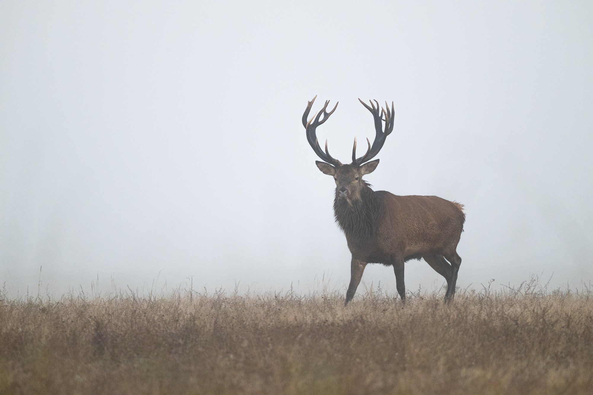 21 september 2024_MartinEllerstrom_kronhjort_webben__Z8F0905.jpg