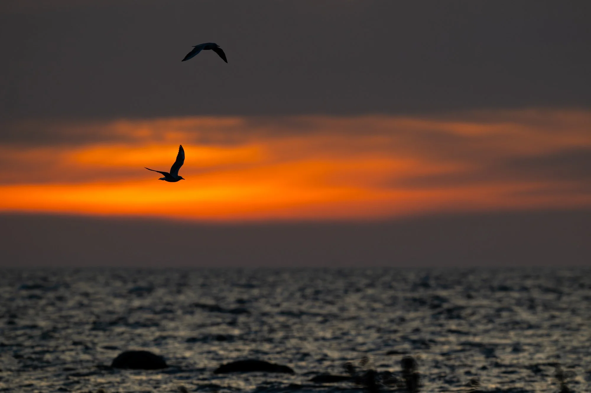 21 september 2023_MartinEllerstrom_öland_webben__Z8F2869-Förbättrat-BR.jpg