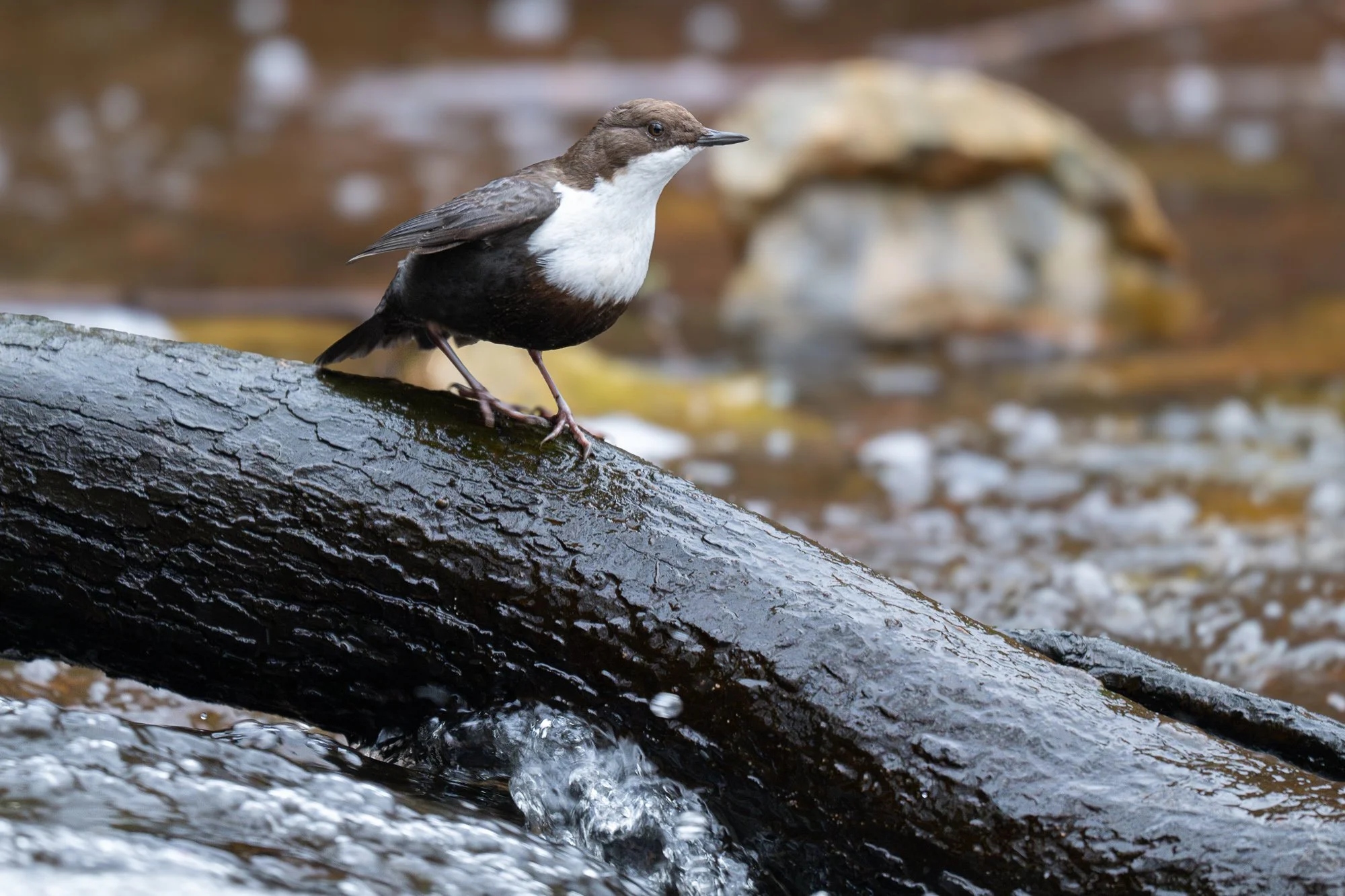 09 februari 2025_MartinEllerstrom_strömstare_webben__Z8F7310-2-Förbättrat-BR.jpg