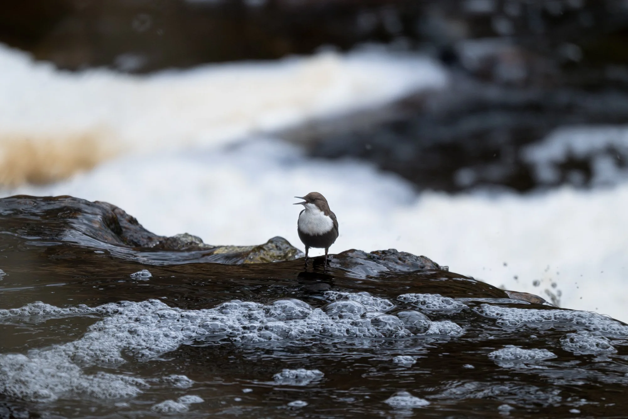 09 februari 2025_MartinEllerstrom_strömstare_webben__Z8F7631-Förbättrat-BR.jpg