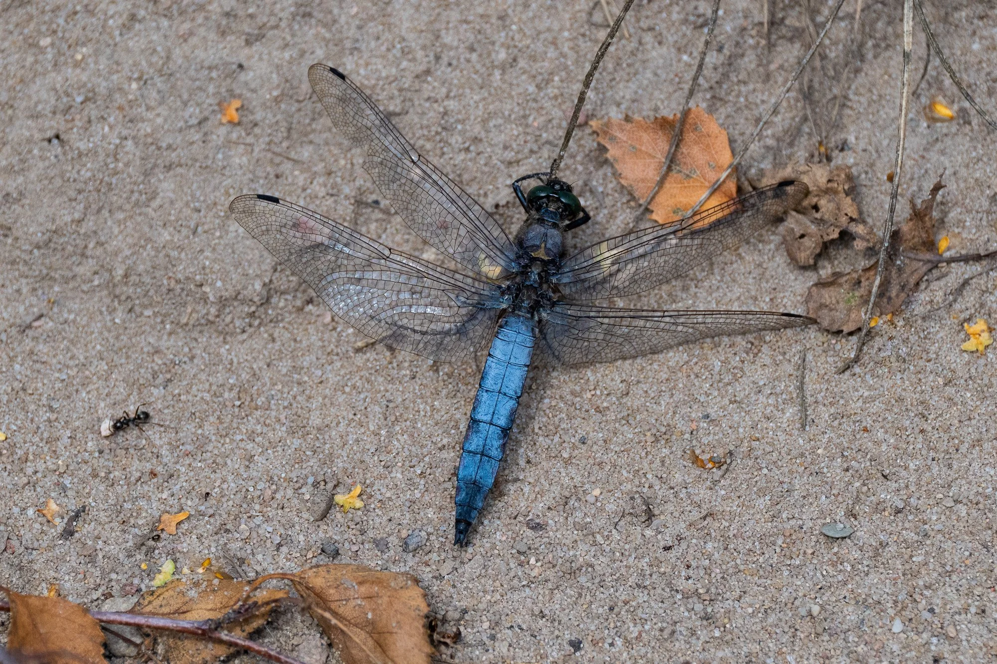 26 juli 2023_MartinEllerstrom_trollslända_webben__Z8F0055.jpg