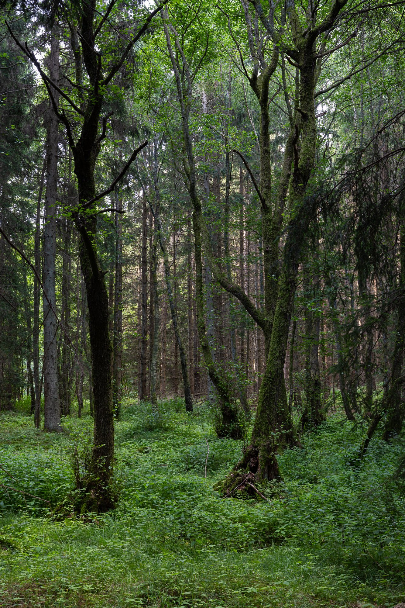 14 juli 2022_MartinEllerstrom_skog_webben_Z72_1591.jpg