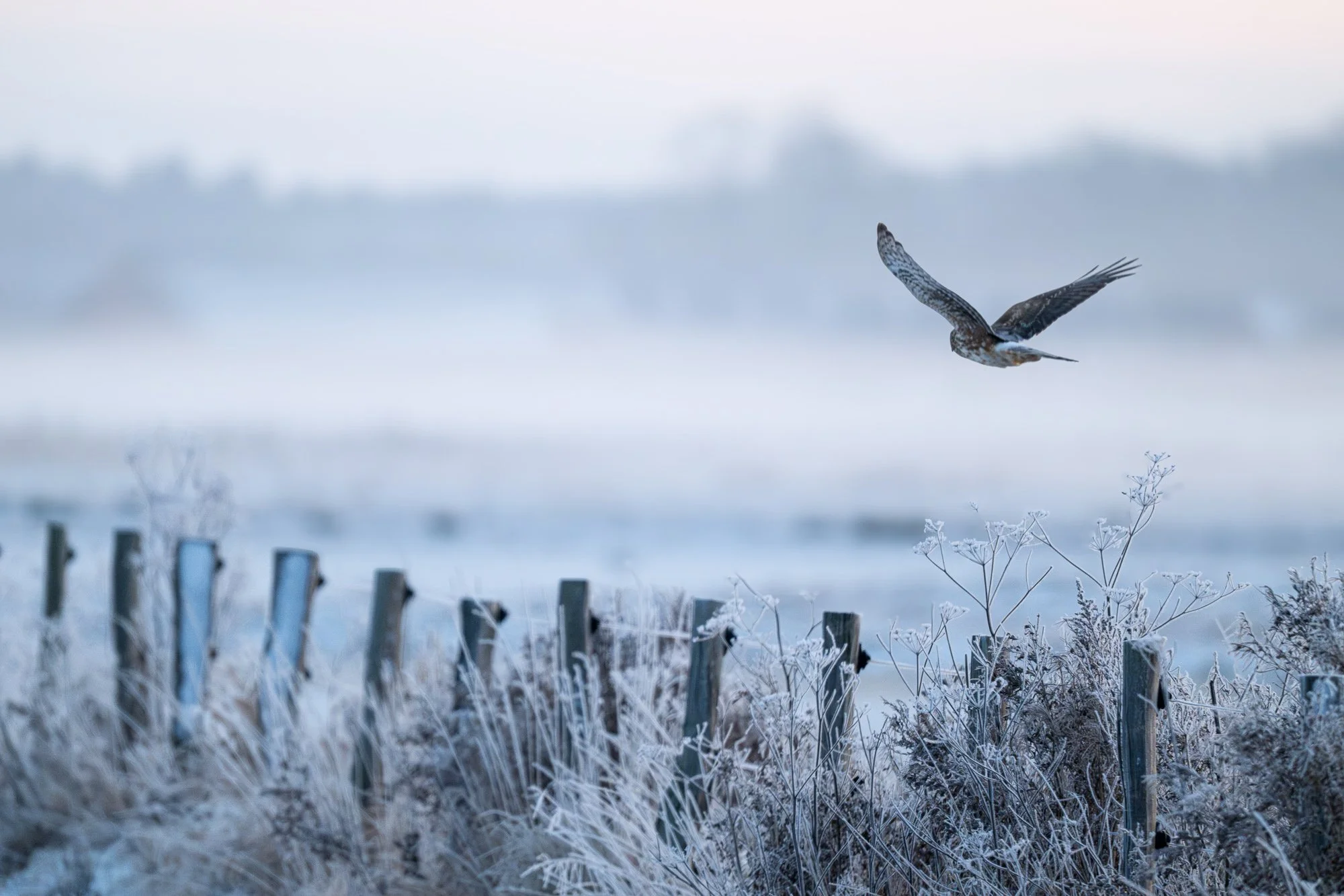 05 januari 2025_MartinEllerstrom_wildlife_webben__Z8F4548-Förbättrat-BR.jpg