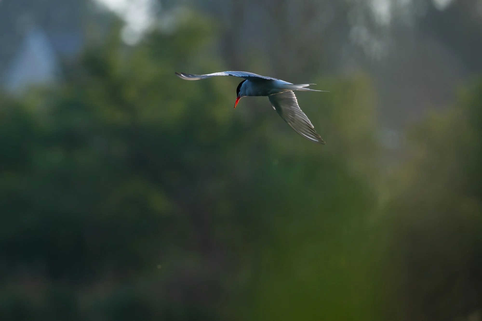 28 juli 2023_MartinEllerstrom_natur_webben__Z8F0197-Förbättrat-BR.jpg