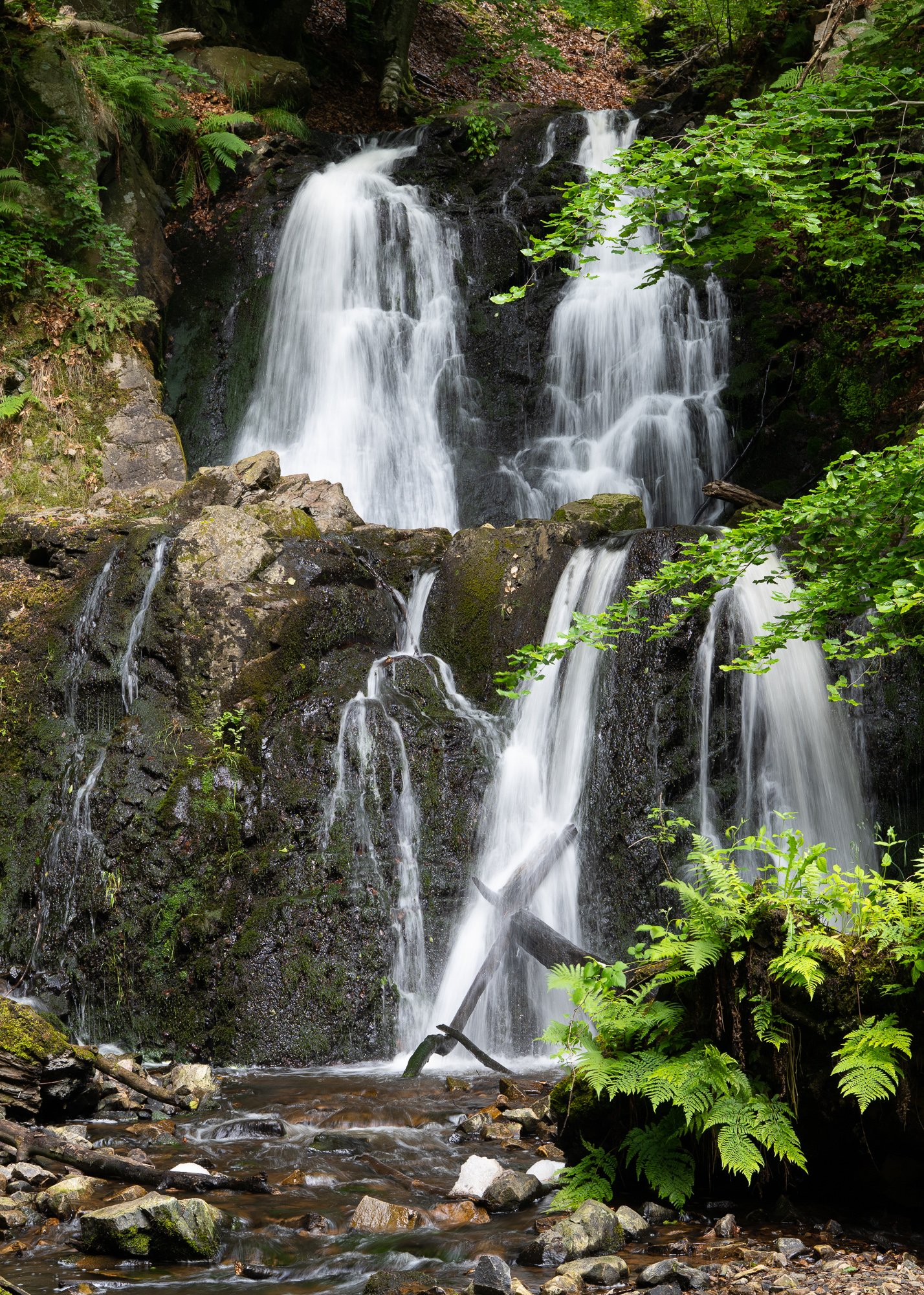 20 juni 2022_MartinEllerstrom_forsakar_webben.jpg