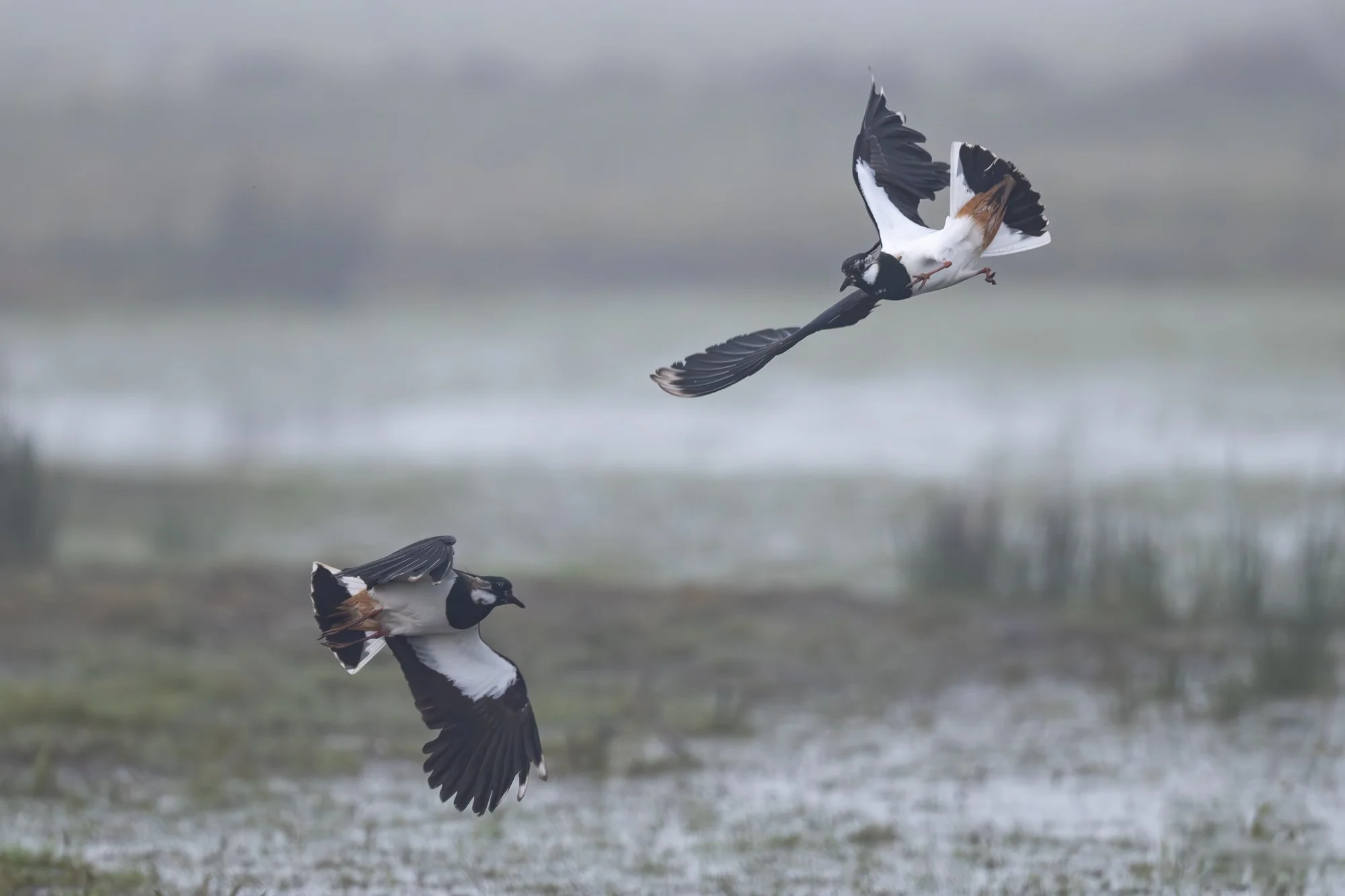 01 april 2024_MartinEllerstrom_tofsvipa_webben__Z8F1992-Förbättrat-BR.jpg