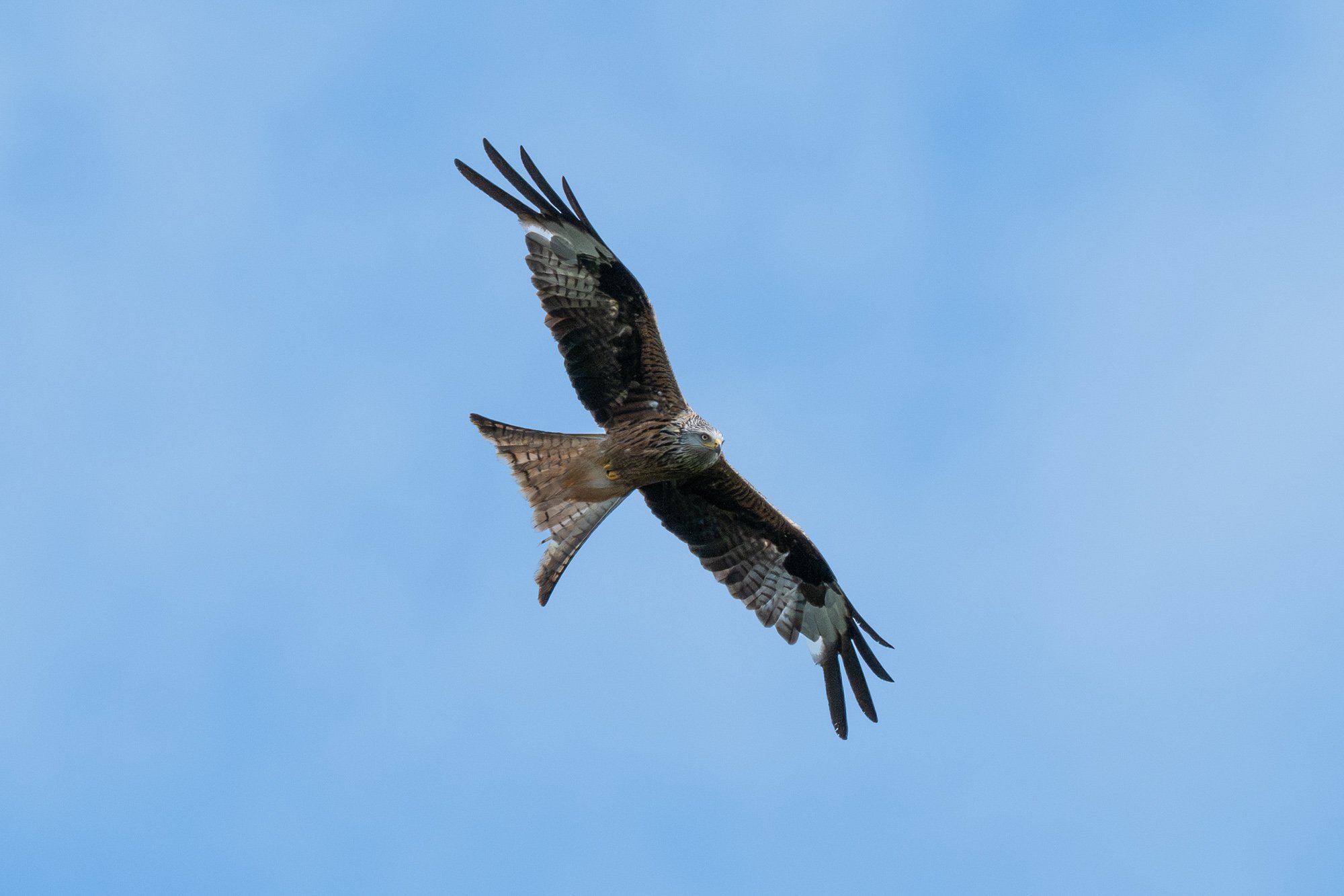 26 juli 2023_MartinEllerstrom_glada_webben__Z8F0074-Förbättrat-BR-3.jpg