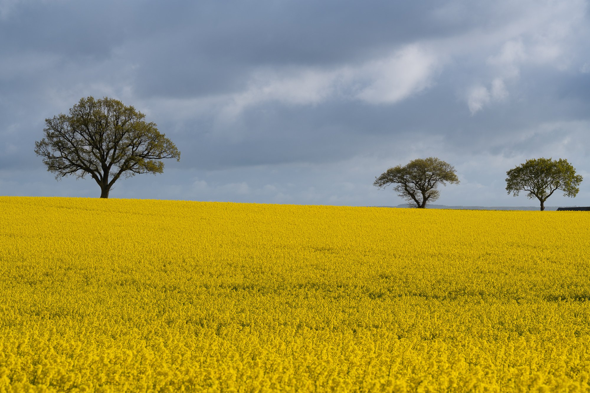 15 maj 2022_MartinEllerstrom_raps_webben_DSC_1078.jpg