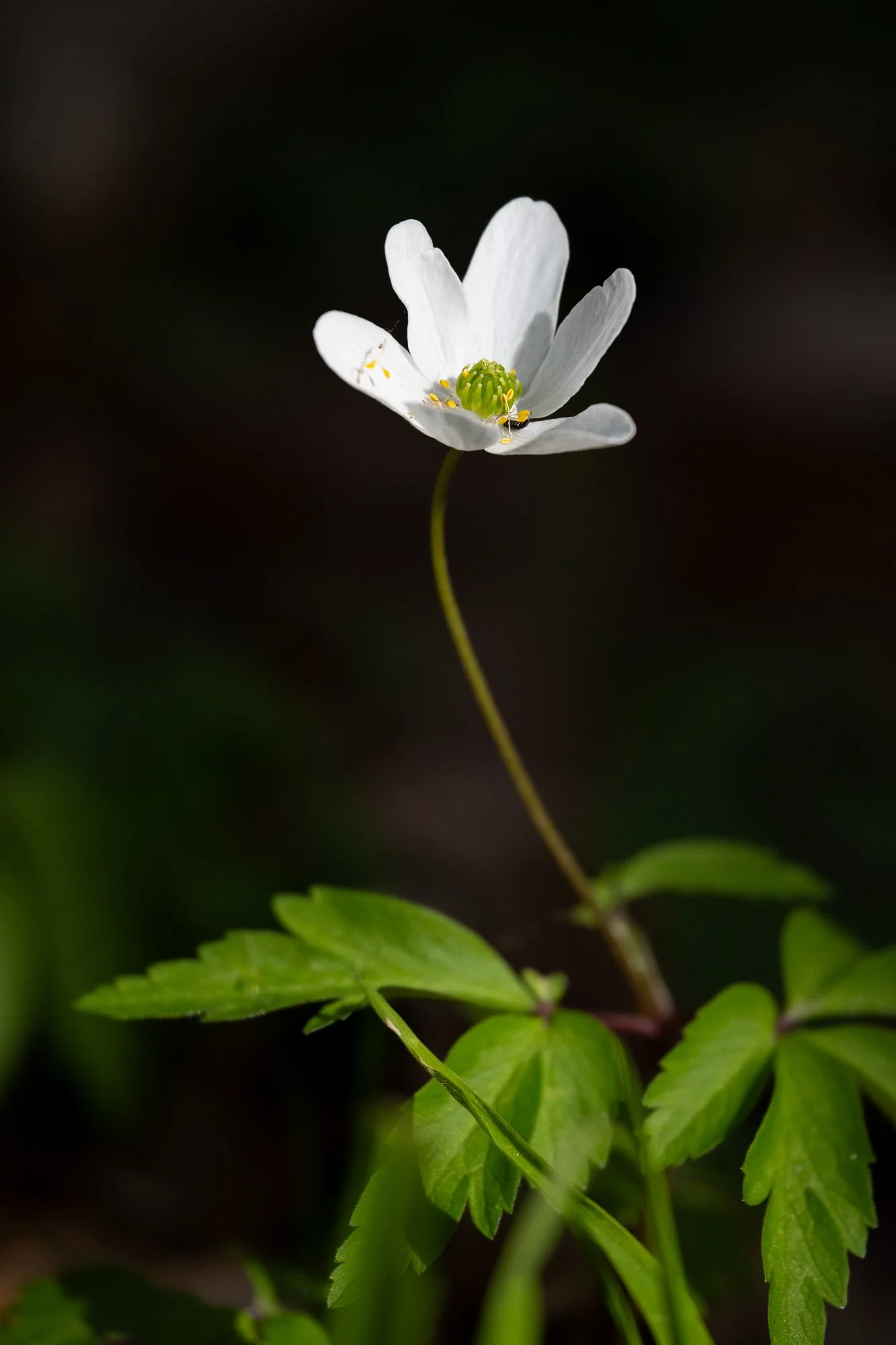 29 april 2023_MartinEllerstrom_vitsippa_webben_Z72_5148.jpg