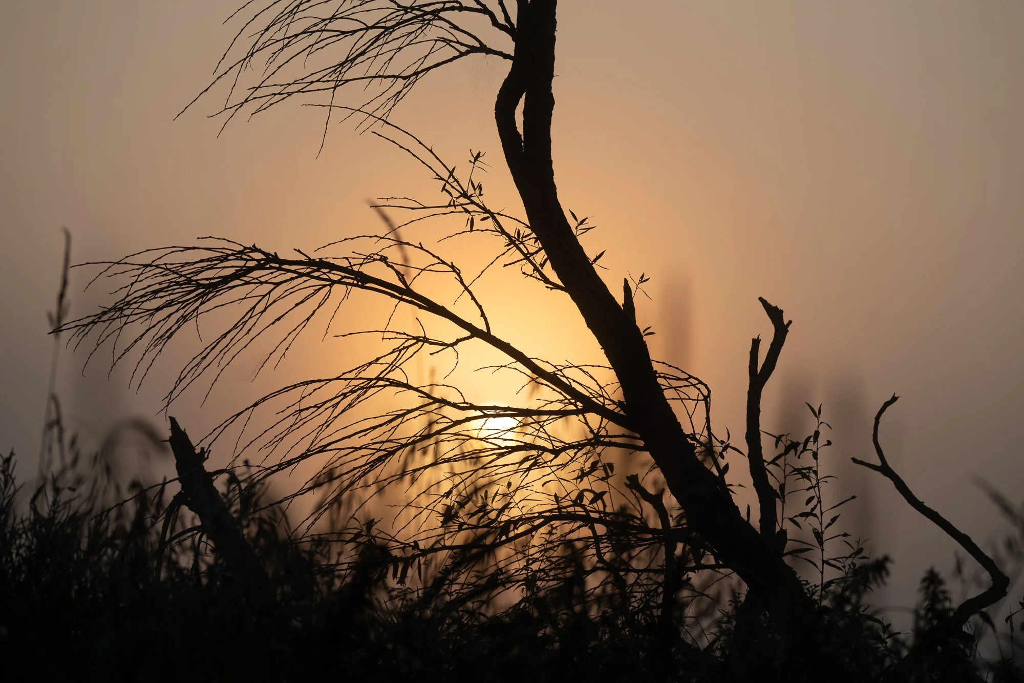 31 augusti 2024_MartinEllerstrom_nature_webben__Z8F8431.jpg