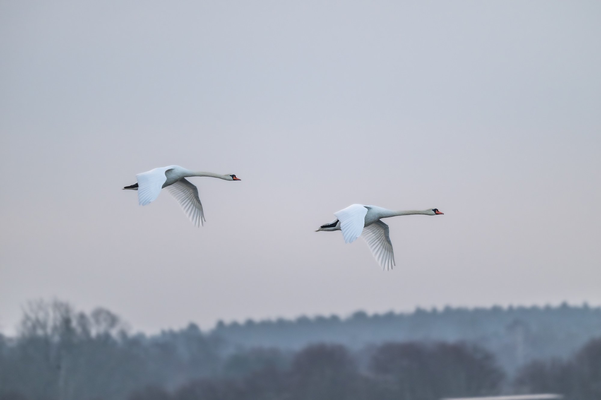 24 februari 2024_MartinEllerstrom_svanar_webben__Z8F0125-Förbättrat-BR.jpg