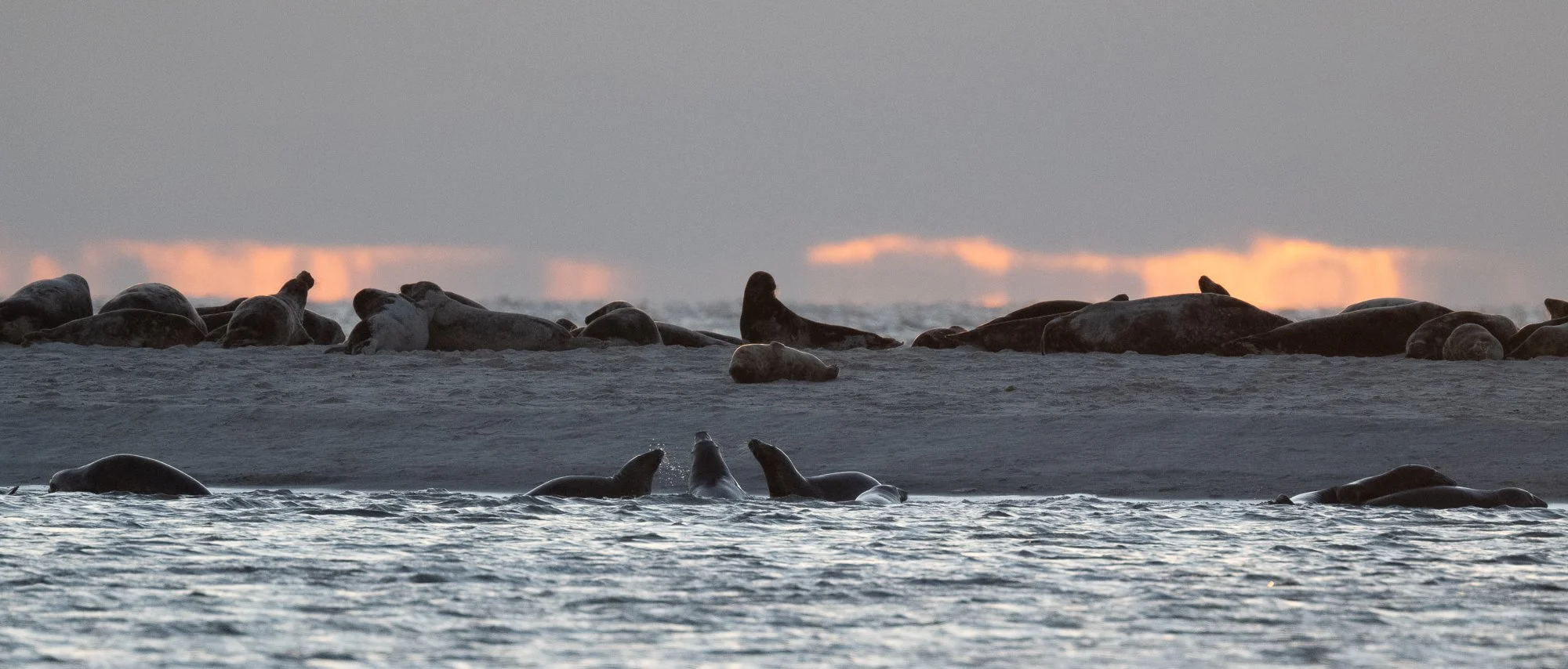 28 januari 2023_MartinEllerstrom_måkläppen_webben_MEM_3660.jpg