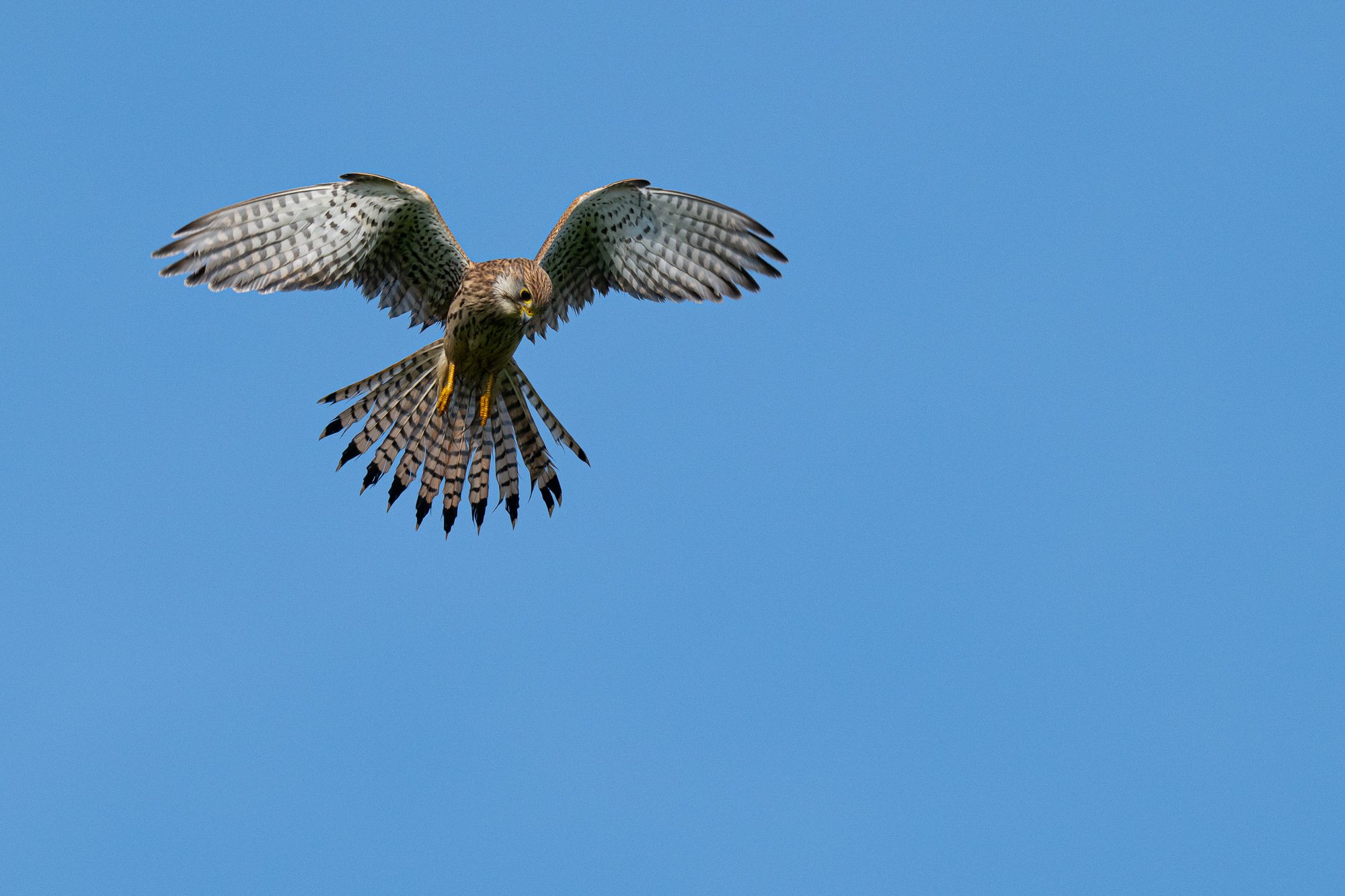 09 september 2023_MartinEllerstrom_tornfalk_webben__Z8F2245.jpg