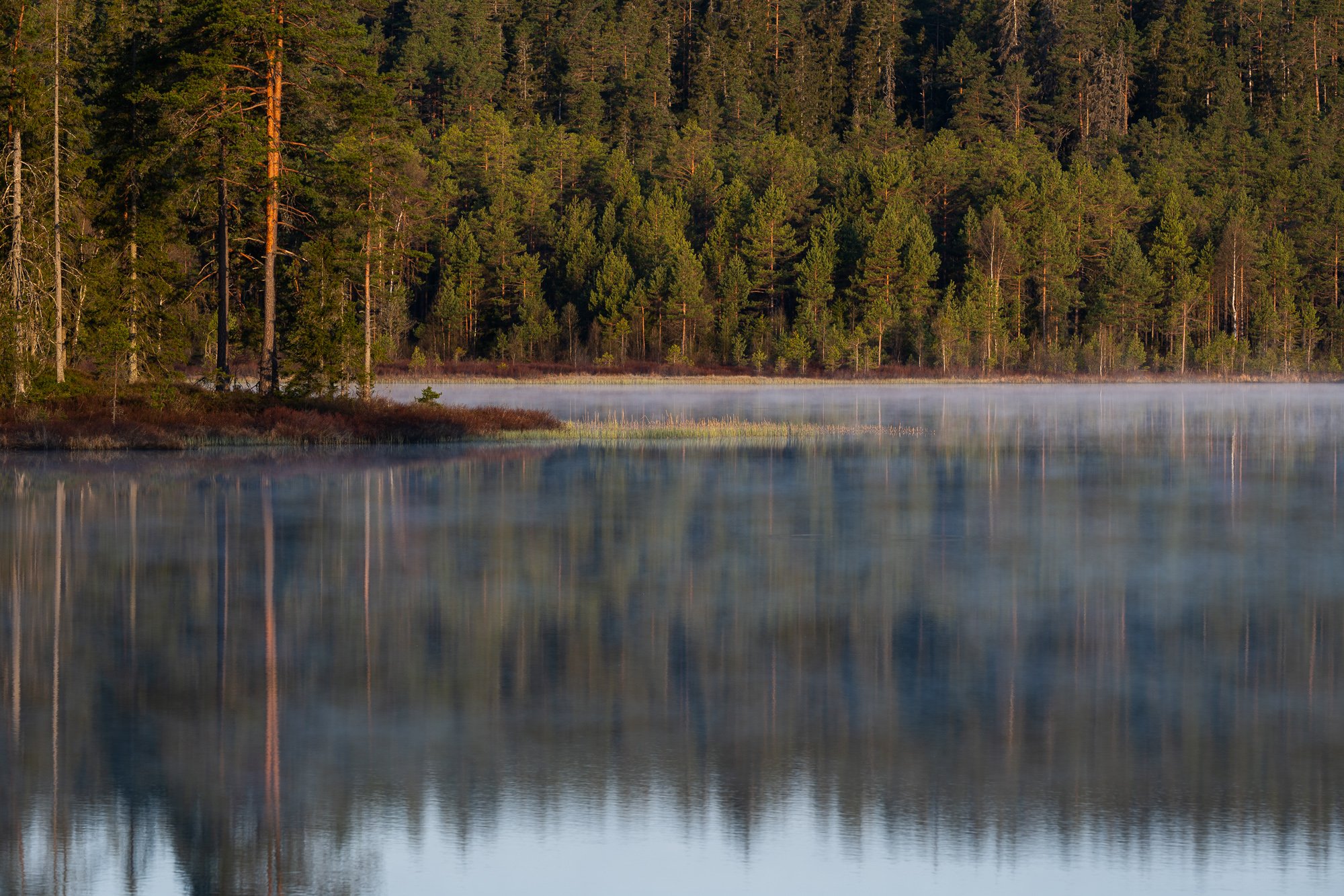 11 maj 2023_MartinEllerstrom_natur_webben_Z72_5163.jpg