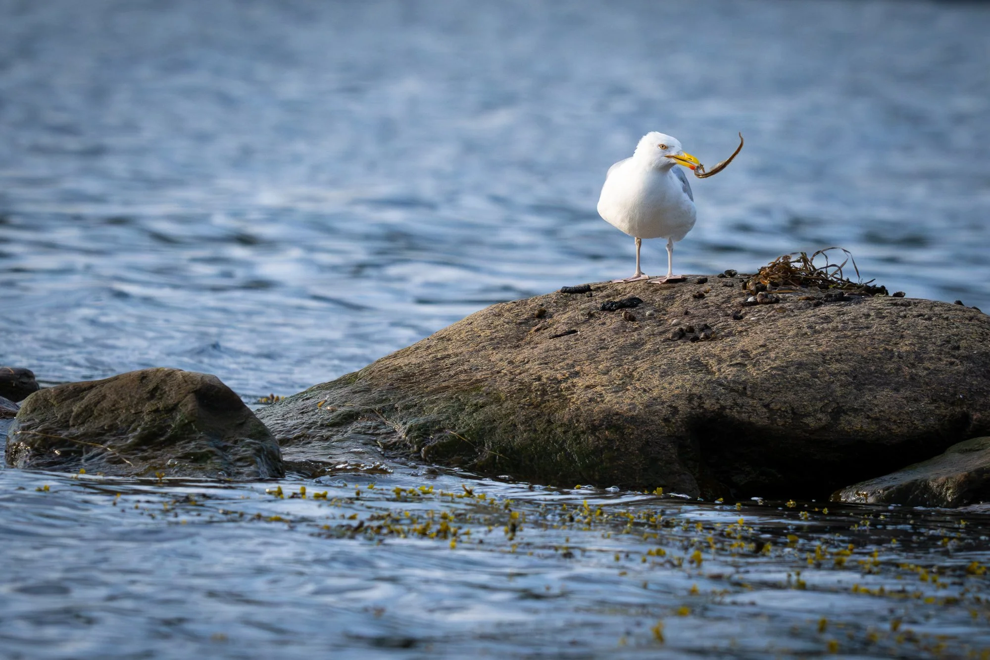 03 juli 2024_MartinEllerstrom_wildlife_webben__Z8F1771-Förbättrat-BR.jpg
