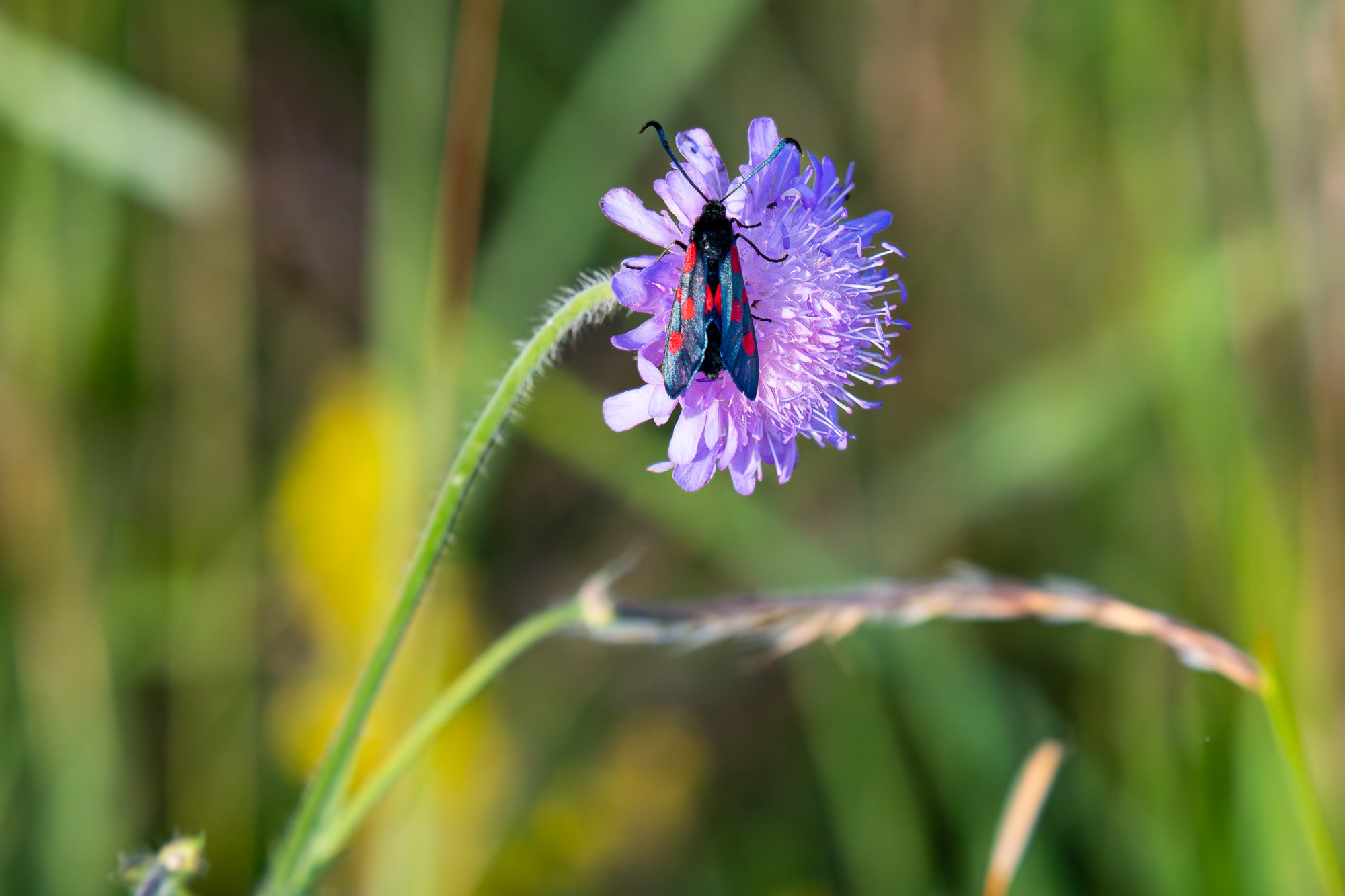 09 juli 2024_MartinEllerstrom_insekt_webben__Z8F2206-Förbättrat-BR.jpg