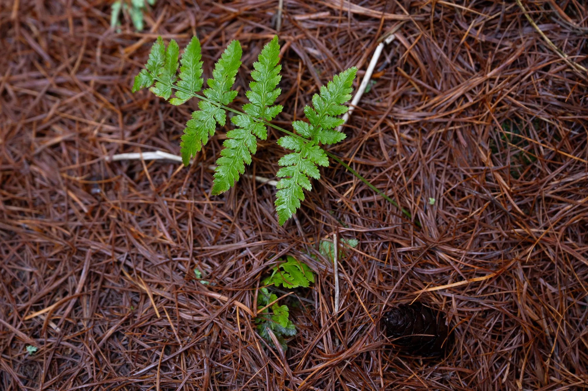 05 januari 2023_MartinEllerstrom_natur_webben_Z72_3537.jpg