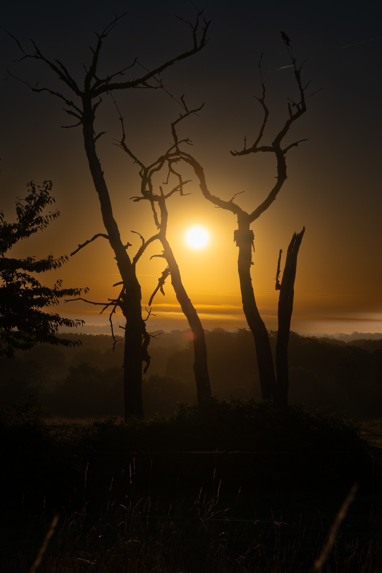 29 juli 2022_MartinEllerstrom_motiv_webben.jpg