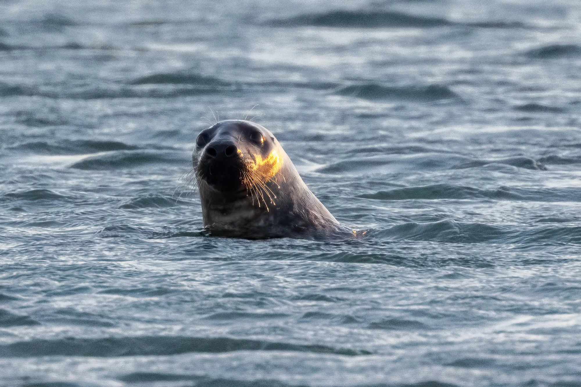 28 januari 2023_MartinEllerstrom_säl_webben_MEM_3693.jpg