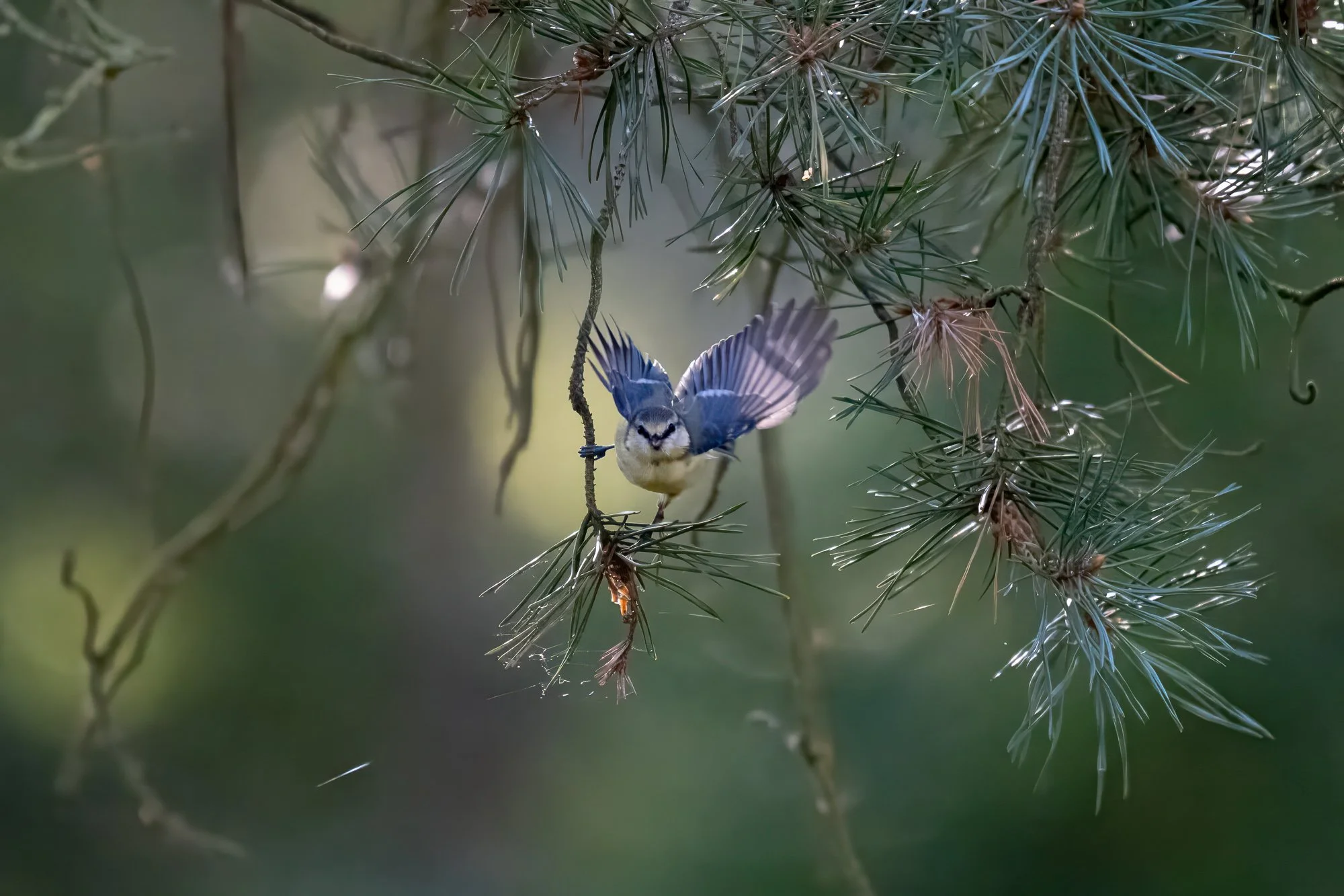 09 augusti 2025_MartinEllerstrom_blåmes_webben__Z8F0647.jpg