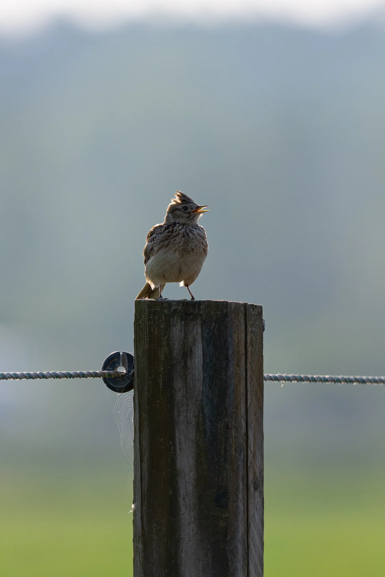 19 maj 2024_MartinEllerstrom_wildlife_webben__Z8F6867-Förbättrat-BR.jpg