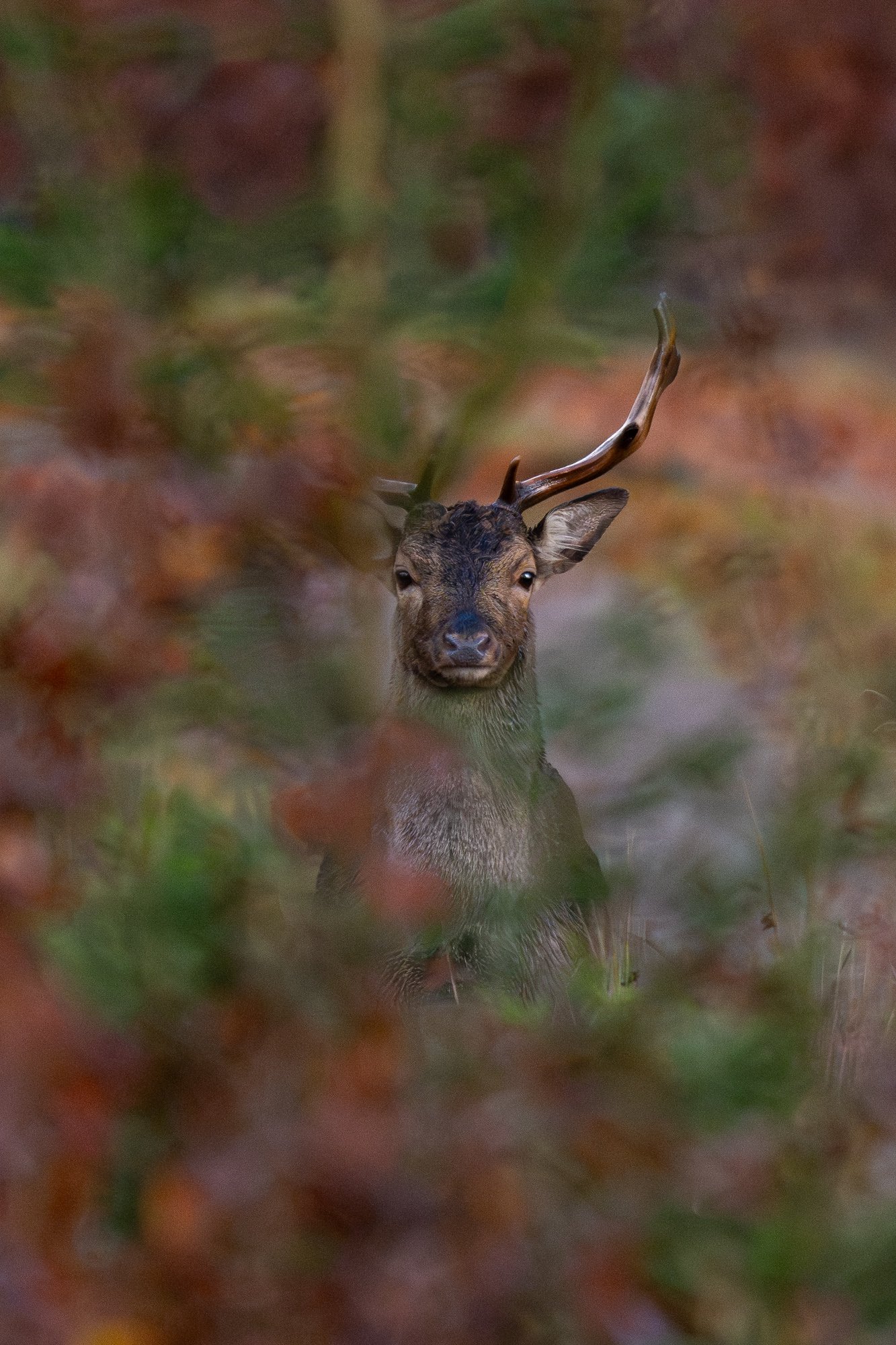 11 november 2023_MartinEllerstrom_dovhjort_webben__Z8F6261-Förbättrat-BR.jpg