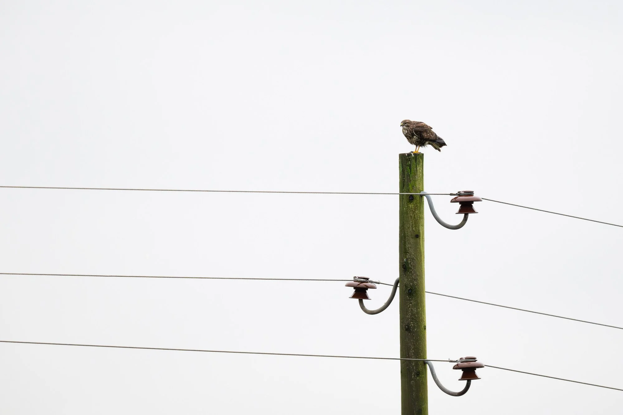 31 december 2023_MartinEllerstrom_natur_webben__Z8F8102-Förbättrat-BR.jpg