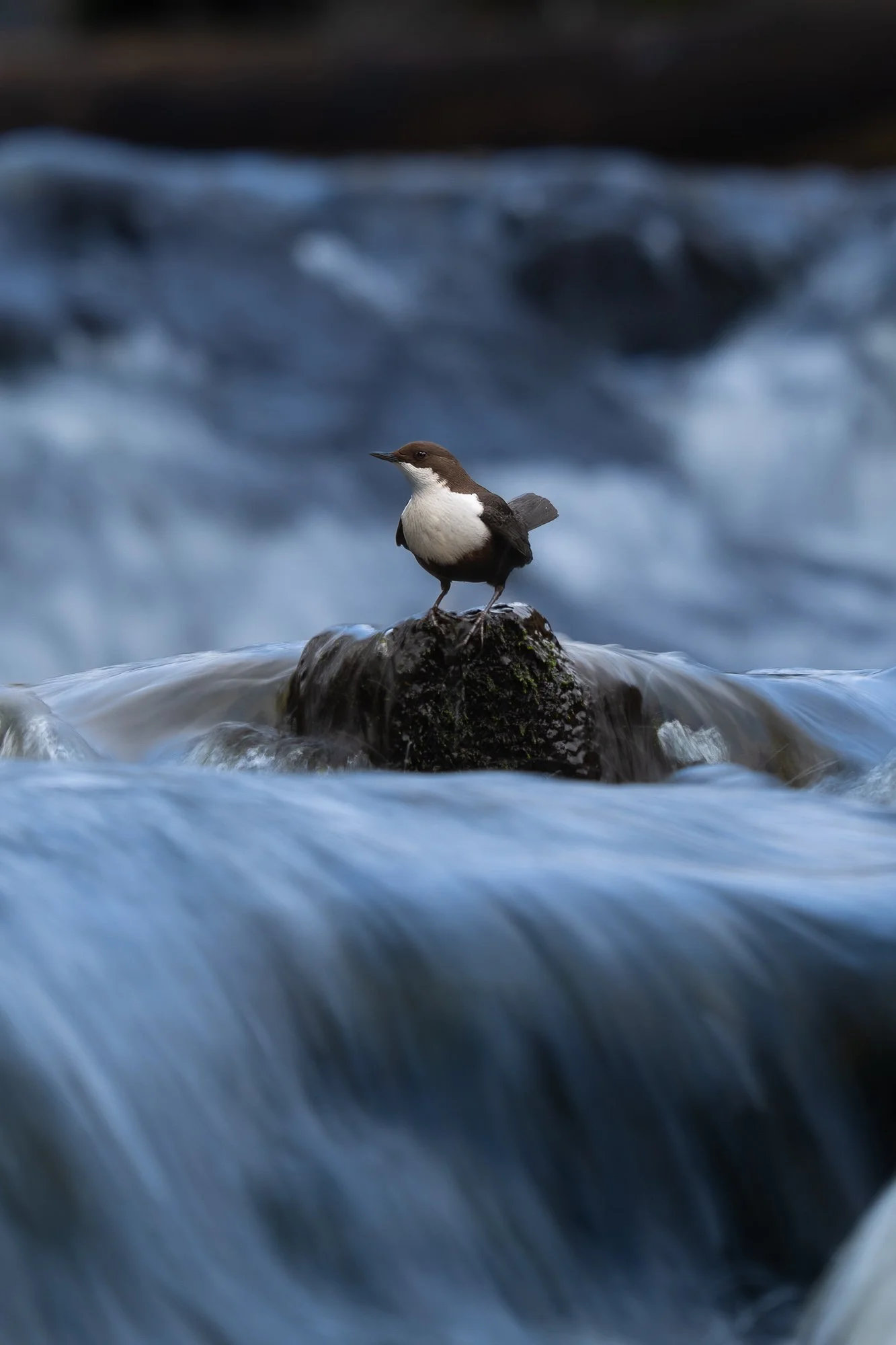 27 december 2025_MartinEllerstrom_strömstare_webben__Z8F1055.jpg