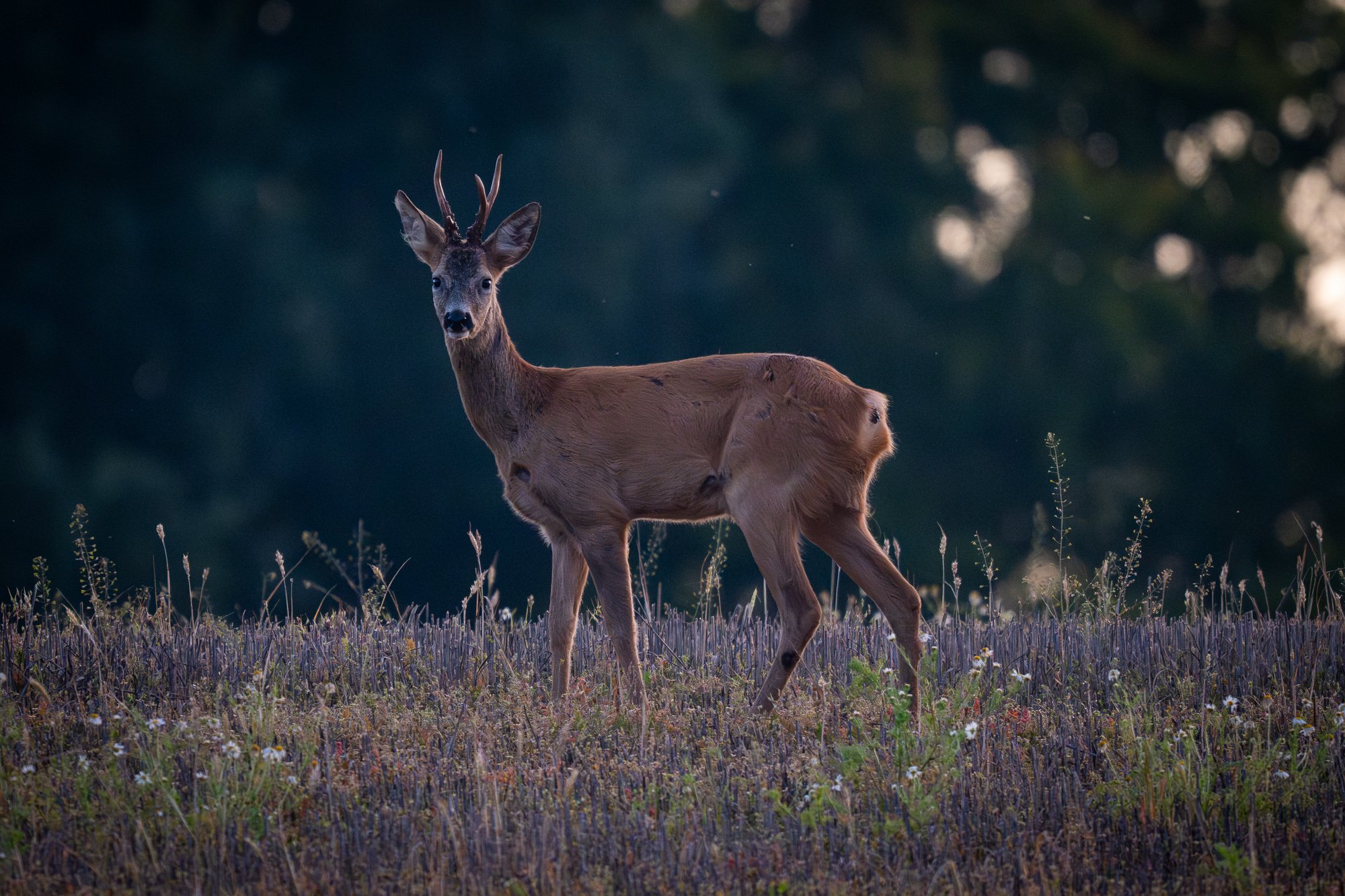 06 september 2023_MartinEllerstrom_rådjur_webben__Z8F1609-Förbättrat-BR.jpg