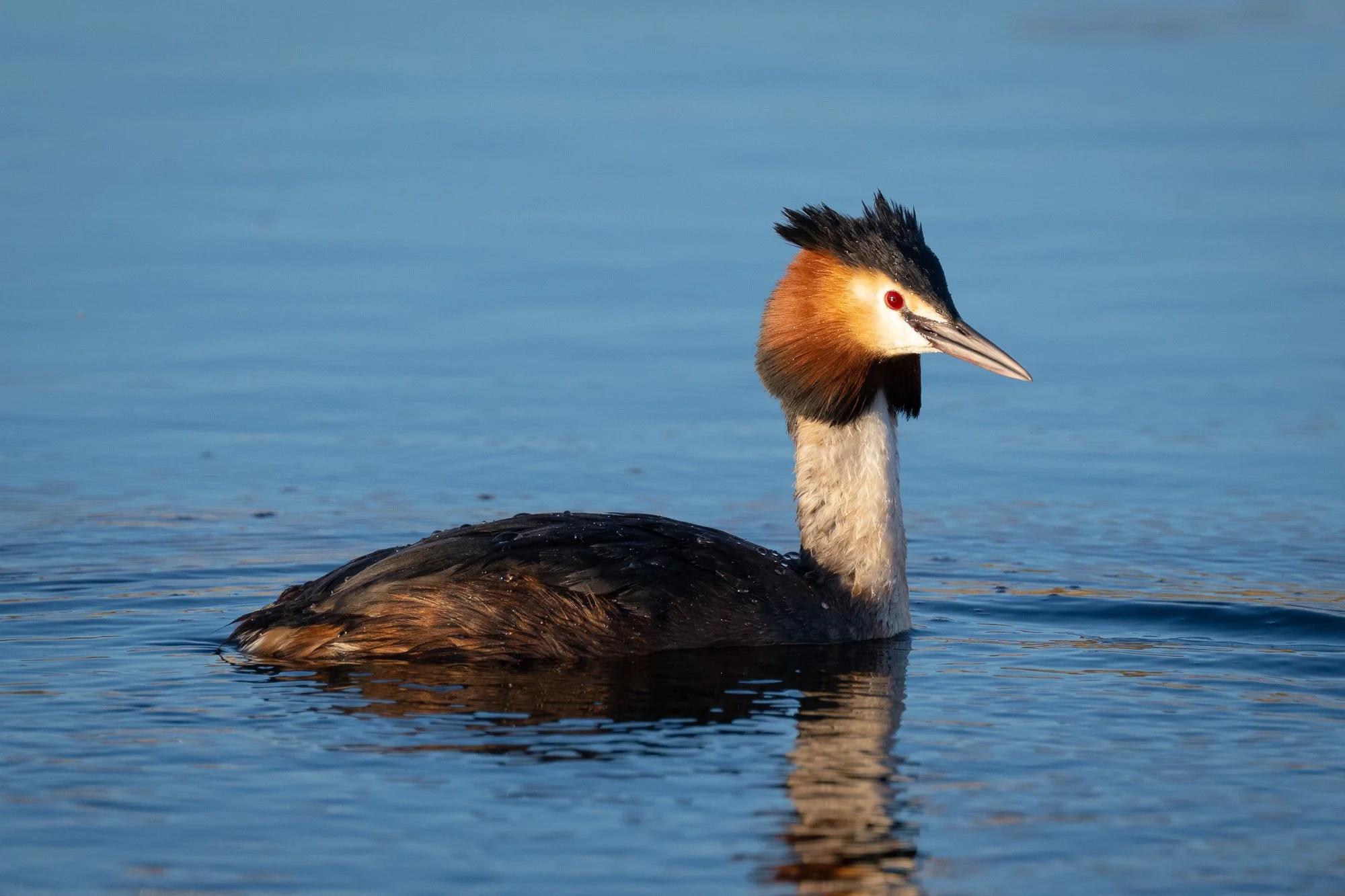 21 april 2023_MartinEllerstrom_skäggdopping_webben_Z72_4931.jpg