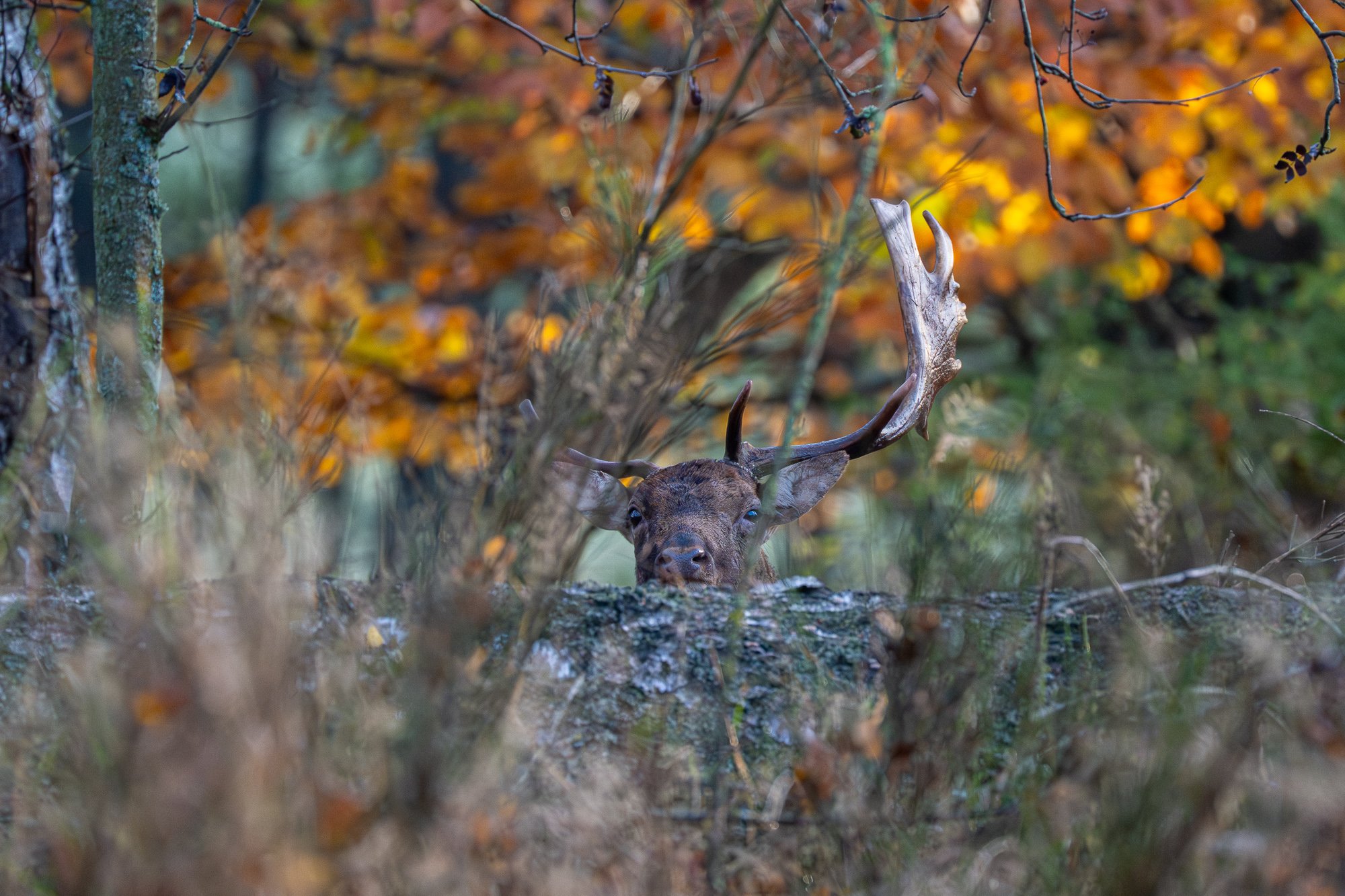 05 november 2022_MartinEllerstrom_dovhjort_webben_MEM_2867.jpg