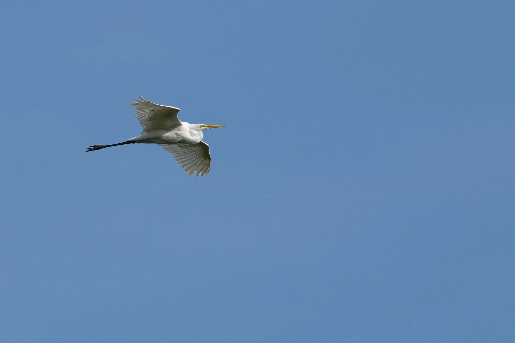 09 september 2023_MartinEllerstrom_häger_webben__Z8F1903-Förbättrat-BR.jpg