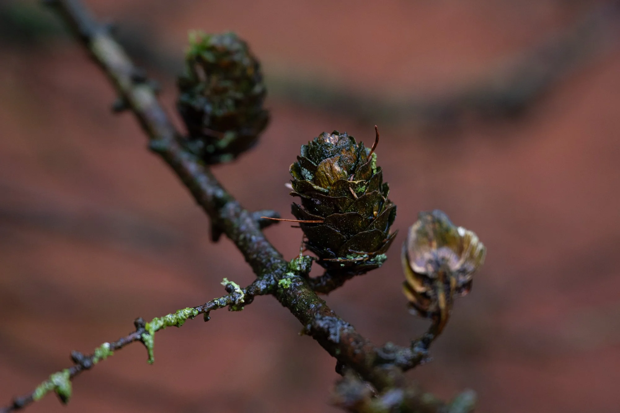 05 januari 2023_MartinEllerstrom_natur_webben_Z72_3538.jpg