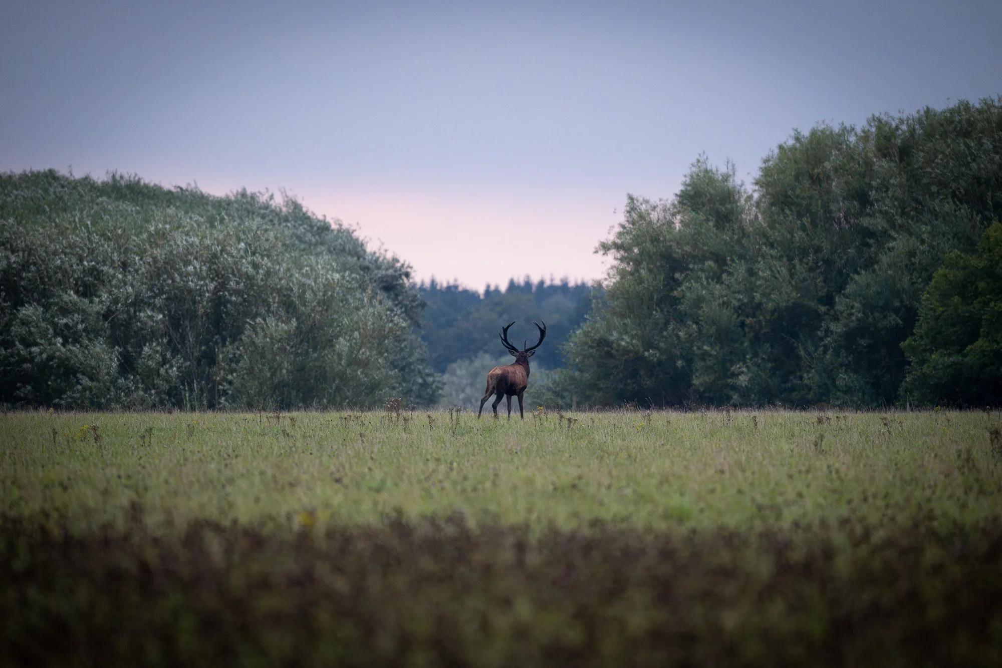 19 september 2024_MartinEllerstrom_kronhjort_webben__Z8F0720-Förbättrat-BR.jpg